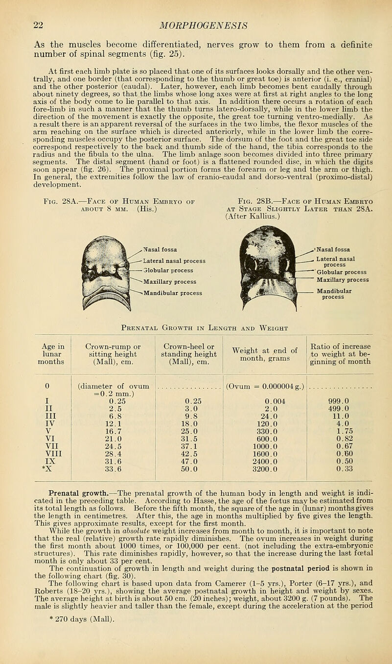 As the muscles become differentiated, nerves grow to ttiem from a definite number of spinal segments (fig. 25). At first each limb plate is so placed that one of its surfaces looks dorsally and the other ven- trally, and one border (that corresponding to the thumb or great toe) is anterior (i. e., cranial) and the other posterior (caudal). Later, however, each limb becomes bent caudally through about ninety degrees, so that the limbs whose long axes were at first at right angles to the long axis of the body come to he parallel to that axis. In addition there occurs a rotation of each fore-limb in such a manner that the thumb turns latero-dorsally, while in the lower Umb the direction of the movement is exactly the opposite, the great toe turning ventro-medially. As a result there is an apparent reversal of the surfaces in the two limbs, the flexor muscles of the arm reaching on the surface which is directed anteriorly, while in the lower limb the corre- sponding muscles occupy the posterior surface. The dorsum of the foot and the great toe side correspond respectively to the back and thumb side of the hand, the tibia corresponds to the radius and the fibula to the ulna. The limb anlage soon becomes divided into three primary segments. The distal segment (hand or foot) is a flattened rounded disc, in which the digits soon appear (fig. 26). The proximal portion forms the forearm or leg and the arm or thigh. In general, the extremities follow the law of cranio-caudal and dorso-ventral (proximo-distal) development. Fig. 28A.—Face of Human Embryo of ABOUT 8 MM. (His.) ^Tasal fossa Lateral nasal process ^lobular process Maxillary process Mandibular process Fig. 28B.—Face of Human Embryo AT Stage Slightly Later than 28A. (After Kallius.) Nasal fossa Lateral nasal process Globular process Maxillary process Prenatal Growth in Length and Weight Age in lunar Crown-rump or sitting height Crown-heel or standing height Weight at end of month, grams Ratio of increase to weight at be- months (Mall), cm. (Mall), cm. ginning of month 0 (diameter of ovum = 0.2 mm.) (Ovum = 0.000004 g.) I 0.25 0.25 0.004 999.0 II 2.5 3.0 2.0 499.0 III 6.8 9.8 24.0 11.0 IV 12.1 18.0 120.0 4.0 V 16.7 25.0 330.0 1.75 VI 21.0 31.5 600.0 0.82 VII 24.5 37.1 1000.0 0.67 VIII 28.4 42.5 1600.0 O.BO IX 31.6 47.0 2400.0 0.50 *x 33.6 50.0 3200.0 0.33 Prenatal growth.—The prenatal growth of the human body in length and weight is indi- cated in the preceding table. According to Hasse, the age of the foetus may be estimated from its total length as follows. Before the fifth month, the square of the age in (lunar) months gives the length in centimetres. After this, the age in months multiphed by five gives the length. This gives approximate results, except for the first month. While the growth in absolute weight increases from month to month, it is important to note that the real (relative) growth rate rapidly diminishes. The ovum increases in weight during the first month about 1000 times, or 100,000 per cent, (not including the extra-embryonic structures). This rate diminishes rapidly, however, so that the increase during the last foetal month is only about 33 per cent. The continuation of growth in length and weight during the postnatal period is shown in the following chart (fig. 30). The following chart is based upon data from Camerer (1-5 yrs.). Porter (6-17 yrs.), and Roberts (18-20 yrs.), showing the average postnatal growth in height and weight by sexes. The average height at birth is about 50 cm. (20 inches); weight, about 3200 g. (7 pounds). The male is slightly heavier and taller than the female, except during the acceleration at the period * 270 days (Mall).