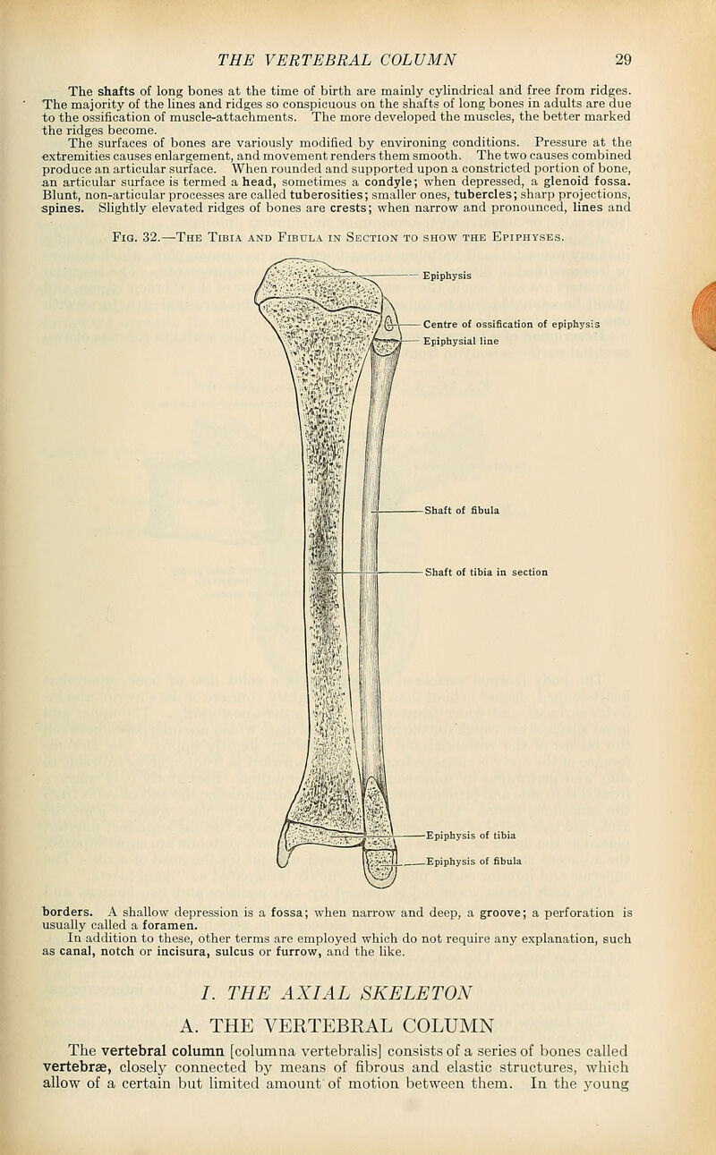 The shafts ot long bones at the time of birth are mainly cylindrical and free from ridges. The majority of the lines and ridges so conspicuous on the shafts of long bones in adults are due to the ossification of muscle-attachments. The more developed the muscles, the better marked the ridges become. The surfaces of bones are variously modified by environing conditions. Pressure at the •extremities causes enlargement, and movement renders them smooth. The two causes combined produce an articular surface. When rounded and supported upon a constricted portion of bone, -an articular surface is termed a head, sometimes a condyle; when depressed, a glenoid fossa. Blunt, non-articular processes are called tuberosities; smaller ones, tubercles; sharp projections, spines. Slightly elevated ridges of bones are crests; when narrow and pronounced, lines and Fig. 32.—The Tibia and Fibula in Section to show the Epiphyses. Centre of ossification of epiphysis Epiphysial line i Shaft of fibula Shaft of tibia in section Epiphysis of tibia {J_ Epiphysis of fibula borders. A shallow depression is a fossa; when narrow and deep, a groove; a perforation is usually called a foramen. In addition to these, other terms are employed which do not require any e.xplanation, such as canal, notch or incisura, sulcus or furrow, and the like. /. THE AXIAL SKELETON A. THE VERTEBRAL COLUMN The vertebral column [columna vertebralis] consists of a series of bones called vertebrae, closely connected by means of fibrous and elastic structures, which allow of a certain but limited amount' of motion between them. In the young