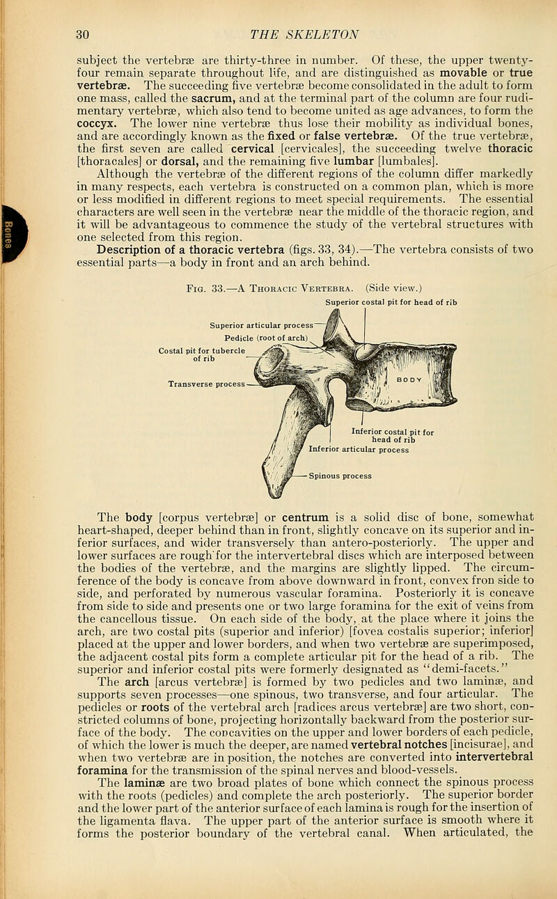 subject the vertebrse are thirty-three in number. Of these, the upper twenty- four remain separate throughout life, and are distinguished as movable or true vertebrae. The succeeding five vertebrae become consolidated in the adult to form one mass, called the sacrum, and at the terminal part of the column are four rudi- mentary vertebrae, which also tend to become united as age advances, to form the coccyx. The lower nine vertebrae thus lose their mobihty as individual bones, and are accordingly known as the fixed or false vertebrae. Of the true vertebrae, the first seven are called cervical [cervicales], the succeeding twelve thoracic [thoracales] or dorsal, and the remaining five lumbar [lumbales]. Although the vertebrae of the different regions of the coliunn differ markedly in many respects, each vertebra is constructed on a common plan, which is more or less modified in different regions to meet special requirements. The essential characters are well seen in the vertebrae near the middle of the thoracic region, and it will be advantageous to commence the study of the vertebral structures with one selected from this region. Description of a thoracic vertebra (figs. 33, 34).—The vertebra consists of two essential parts—a body in front and an arch behind. Fia. 33.—-A Thoracic Vertebra. (Side view.) Superior costal pit for head of i Superior articular process Pedicle (root of Transverse process Inferior costal pit for head of rib Inferior articular process -Spinous process The body [corpus vertebrae] or centrum is a soUd disc of bone, somewhat heart-shaped, deeper behind than in front, slightly concave on its superior and in- ferior surfaces, and wider transversely than antero-posteriorly. The upper and lower surfaces are rough'for the intervertebral discs which are interposed between the bodies of the vertebrae, and the margins are slightly lipped. The circum- ference of the body is concave from above downward in front, convex fron side to side, and perforated by numerous vascular foramina. Posteriorly it is concave from side to side and presents one or two large foramina for the exit of veins from the cancellous tissue. On each side of the body, at the place where it joins the arch, are two costal pits (superior and inferior) [fovea costalis superior; inferior] placed at the upper and lower borders, and when two vertebrae are superimposed, the adjacent costal pits form a complete articular pit for the head of a rib. The superior and inferior costal pits were formerly designated as  demi-facets. The arch [arcus vertebrae] is formed by two pedicles and two laminae, and supports seven processes—one spinous, two transverse, and four articular. The pedicles or roots of the vertebral arch [radices arcus vertebrae] are two short, con- stricted columns of bone, projecting horizontally backward from the posterior sur- face of the body. The concavities on the upper and lower borders of each pedicle, of which the lower is much the deeper, are named vertebral notches [incisurae], and when two vertebrae are in position, the notches are converted into intervertebral foramina for the transmission of the spinal nerves and blood-vessels. The laminae are two broad plates of bone which connect the spinous process with the roots (pedicles) and complete the arch posteriorly. The superior border and the lower part of the anterior surface of each lamina is rough for the insertion of the ligamenta flava. The upper part of the anterior surface is smooth where it forms the posterior boundary of the vertebral canal. When articulated, the