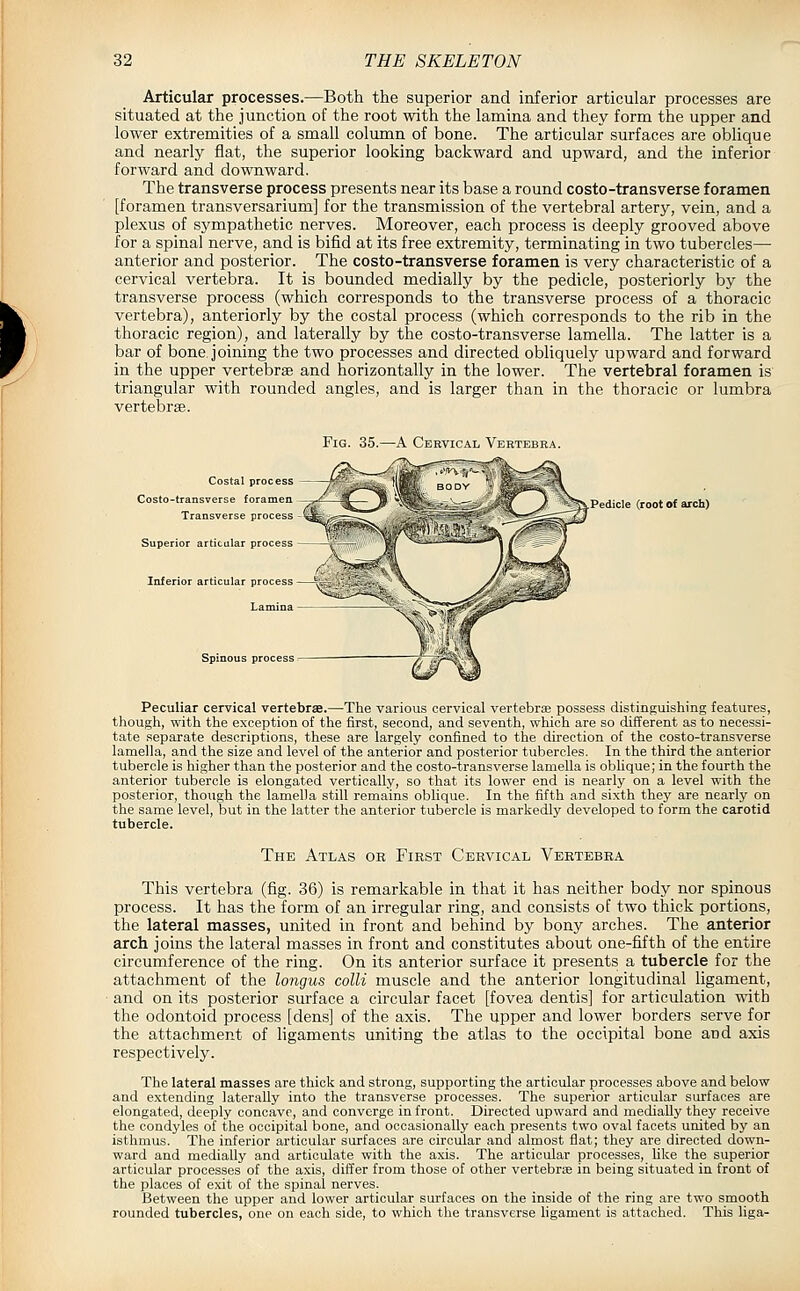 Articular processes.—Both the superior and inferior articular processes are situated at the junction of the root with the lamina and they form the upper and lower extremities of a small column of bone. The articular surfaces are oblique and nearly flat, the superior looking backward and upward, and the inferior forward and downward. The transverse process presents near its base a round costo-transverse foramen [foramen transversarium] for the transmission of the vertebral artery, vein, and a plexus of sympathetic nerves. Moreover, each process is deeply grooved above for a spinal nerve, and is bifid at its free extremity, terminating in two tubercles— anterior and posterior. The costo-transverse foramen is very characteristic of a cervical vertebra. It is bounded medially by the pedicle, posteriorly by the transverse process (which corresponds to the transverse process of a thoracic vertebra), anteriorly by the costal process (which corresponds to the rib in the thoracic region), and laterally by the costo-transverse lamella. The latter is a bar of bone joining the two processes and directed obliquely upward and forward in the upper vertebrae and horizontally in the lower. The vertebral foramen is triangular with rounded angles, and is larger than in the thoracic or lumbra vertebrae. Fig. 35.—A Cervical Vertebra. Costal process Costo-transverse foramen Transverse process Superior articular process Inferior articular process Lamina Spinous process gvPedicle (root of arch) Peculiar cervical vertebrae.—The various cervical vertebrae possess distinguishing features, though, with the exception of the first, second, and seventh, which are so different as to necessi- tate separate descriptions, these are largely confined to the direction of the costo-transverse lamella, and the size and level of the anterior and posterior tubercles. In the third the anterior tubercle is higher than the posterior and the costo-transverse lamella is obhque; in the fourth the anterior tubercle is elongated vertically, so that its lower end is nearly on a level with the posterior, though the lamella still remains oblique. In the fifth and sixth they are nearly on the same level, but in the latter the anterior tubercle is markedly developed to form the carotid tubercle. The Atlas or First Cervical Vertebra This vertebra (fig. 36) is remarkable in that it has neither body nor spinous process. It has the form of an irregular ring, and consists of two thick portions, the lateral masses, united in front and behind by bony arches. The anterior arch joins the lateral masses in front and constitutes about one-fifth of the entire circumference of the ring. On its anterior surface it presents a tubercle for the attachment of the longus colli muscle and the anterior longitudinal ligament, and on its posterior surface a circular facet [fovea dentis] for articulation with the odontoid process [dens] of the axis. The upper and lower borders serve for the attachment of ligaments uniting the atlas to the occipital bone and axis respectively. The lateral masses are thick and strong, supporting the articular processes above and below and extending laterally into the transverse processes. The superior articular surfaces are elongated, deeply concave, and converge in front. Directed upward and mediaOy they receive the condyles of the occipital bone, and occasionally each presents two oval facets united by an isthmus. The inferior articular surfaces are circular and almost flat; they are directed down- ward and medially and articulate with the axis. The articular processes, like the superior articular processes of the axis, differ from those of other vertebrte in being situated in front of the places of exit of the spinal nerves. Between the upper and lower articular surfaces on the inside of the ring are two smooth rounded tubercles, one on each side, to which the transverse ligament is attached. This liga-