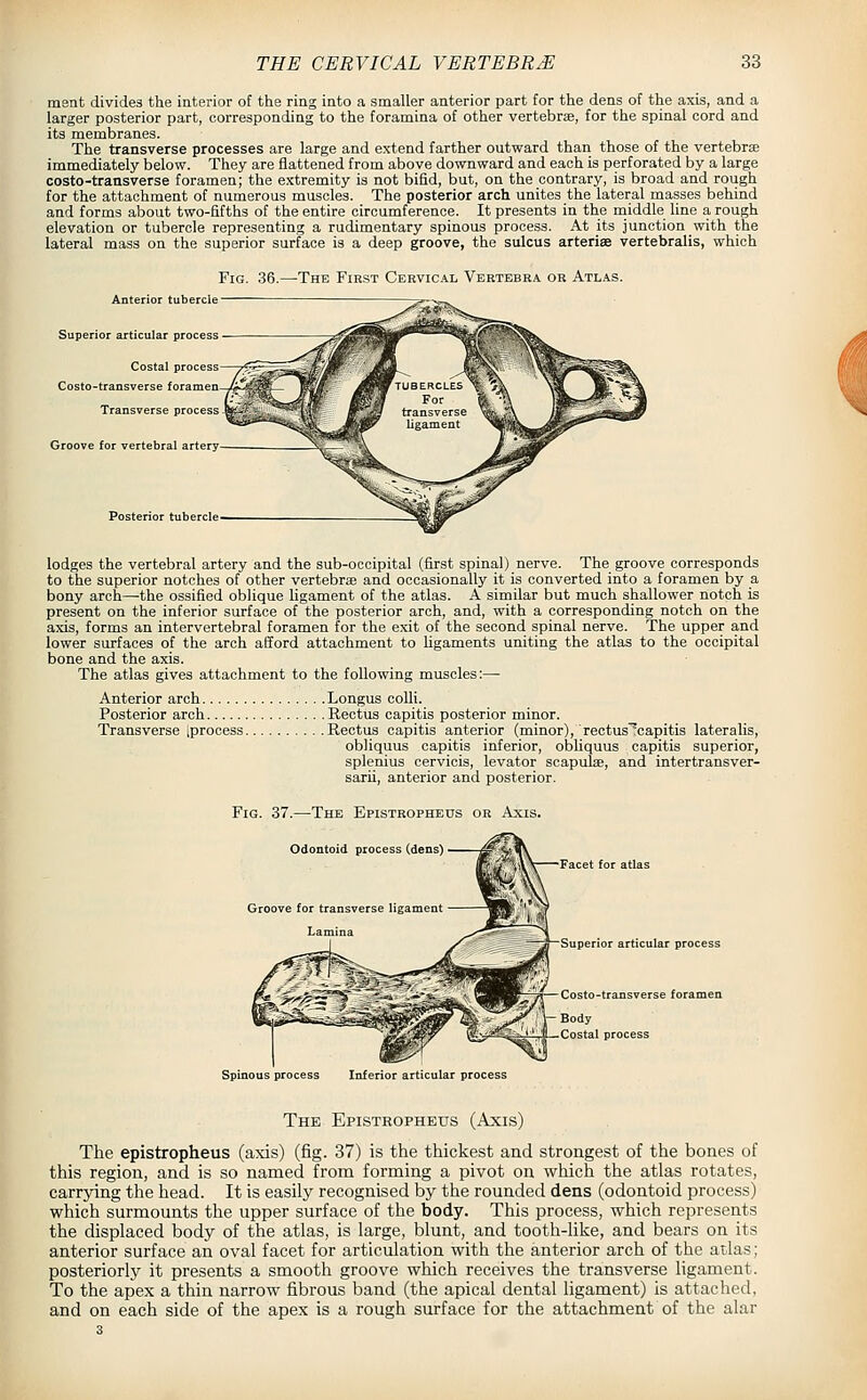 ment divides the interior of the ring into a smaller anterior part for the dens of the axis, and a larger posterior part, corresponding to the foramina of other vertebrae, for the spinal cord and its membranes. The transverse processes are large and extend farther outward than those of the vertebrae immediately below. They are flattened from above downward and each is perforated by a large costo-transverse foramen; the extremity is not bifid, but, on the contrary, is broad and rough for the attachment of numerous muscles. The posterior arch unites the lateral masses behind and forms about two-fifths of the entire circumference. It presents in the rniddle line a rough elevation or tubercle representing a rudimentary spinous process. At its junction with the lateral mass on the superior surface is a deep groove, the sulcus arteriee vertebralis, which Fig. 36.—The First Cervical Vertebra or Atlas. Anterior tubercle Superior articular process Costal process Costo-transverse foramen Transverse process Groove for vertebral artery- Posterior tuberclt i lodges the vertebral artery and the sub-occipital (first spinal) nerve. The groove corresponds to the superior notches of other vertebrae and occasionally it is converted into a foramen by a bony arch—the ossified oblique ligament of the atlas. A similar but much shallower notch is present on the inferior surface of the posterior arch, and, with a corresponding notch on the axis, forms an intervertebral foramen for the exit of the second spinal nerve. The upper and lower surfaces of the areh afford attachment to Ugaments uniting the atlas to the occipital bone and the axis. The atlas gives attachment to the following muscles:— Anterior arch Longus colli. Posterior arch Rectus capitis posterior minor. Transverse (process Rectus capitis anterior (minor), rectus'capitis lateralis, obliquus capitis inferior, obliquus capitis superior, splenius cervicis, levator scapulae, and intertransver- sarii, anterior and posterior. Fig. 37.—The Epistropheus or Axis. Odontoid process (dens) Groove for transverse ligament - Lamina Facet for atlas Superior articular process Costo-transverse foramen Body Costal process Spinous process Inferior articular process The Epistropheus (Axis) The epistropheus (axis) (fig. 37) is the thickest and strongest of the bones of this region, and is so named from forming a pivot on which the atlas rotates, carrying the head. It is easily recognised by the rounded dens (odontoid process) which surmounts the upper surface of the body. This process, which represents the displaced body of the atlas, is large, blunt, and tooth-Uke, and bears on its anterior surface an oval facet for articulation with the anterior arch of the atlas; posteriorly it presents a smooth groove which receives the transverse ligament. To the apex a thin narrow fibrous band (the apical dental ligament) is attached, and on each side of the apex is a rough surface for the attachment of the alar