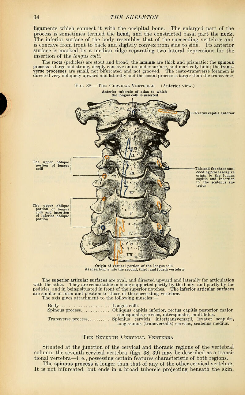 ligaments which connect it with the occipital bone. The enlarged part of the process is sometimes termed the head, and the constricted basal part the neck. The inferior surface of the body resembles that of the succeeding vertebrae and is concave from front to back and slightly convex from side to side. Its anterior surface is marked by a median ridge separating two lateral depressions for the insertion of the longus colli. The roots (pedicles) are stout and broad; the laminae are thick and prismatic; the spinous process is large and strong, deeply concave on its under surface, and markedly bifid; the trans- verse processes are small, not bifurcated and not grooved. The costo-transverse foramen is directed very obliquely upward and laterally and the costal process is larger than the transverse. Fig. 38.—The Cervical Vertebra. (Anterior view.) Anterior tubercle of atlas to which the longus colli is inserted Rectus capitis anterior The upper oblique portion of longus colli The upper oblique portion of longus colli and insertion of inferior oblique portion This and the three suc- ceeding processes give origin to the longus capitis and insertion to the scalenus an- terior Origin of vertical portion of the longus colli; its insertion is into the second, third, and fourth vertebrae The superior articular surfaces are oval, and directed upward and laterally for articulation with the atlas. They are remarkable in being supported partly by the body, and partly by the pedicles, and in being situated in front of the superior notches. The inferior articular surfaces are similar in form and position to those of the succeeding vertebrae. The axis gives attachment to the following muscles:— Body Longus coUi. Spinous process Obliquus capitis inferior, rectus capitis posterior major semispinalis cervicis, interspinales, multifidus. Transverse process Splenius cervicis, intertransversarii, levator scapulae, longissimus (transversahs) cervicis, scalenus medius. The Seventh Cervical Vertebra Situated at the junction of the cervical and thoracic regions of the vertebral column, the seventh cervical vertebra (figs. 38, 39) may be described as a transi- tional vertebra—i. e., possessing certain features characteristic of both regions. The spinous process is longer than that of any of the other cervical vertebrae. It is not bifurcated, but ends in a broad tubercle projecting beneath the skin,