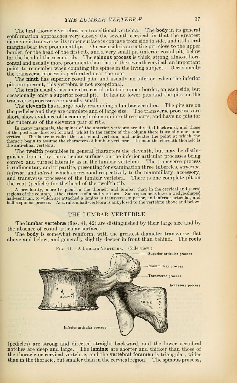 The first thoracic vertebra is a transitional vertebra. The body in its general conformation approaches very closely the seventh cervical, in that the greatest diameter is transverse, its upper surface is concave from side to side, and its lateral margins bear two prominent lips. On each side is an entire pit, close to the upper border, for the head of the first rib, and a very small pit (inferior costal pit) below for the head of the second rib. The spinous process is thick, strong, almost hori- zontal and usually more prominent than that of the seventh cervical, an important point to remember when counting the spines in the living subject. Occasionally the transverse process is perforated near the root. The ninth has superior costal pits, and usually no inferior; when the inferior pits are present, this vertebra is not exceptional. The tenth usually has an entire costal pit at its upper border, on each side, but occasionally only a superior costal pit. It has no lower pits and the pits on the transverse processes are usually small. The eleventh has a large body resembling a lumbar vertebra. The pits are on the pedicles and they are complete and of large size. The transverse processes are short, show evidence of becoming broken up into three parts, and have no pits for the tubercles of the eleventh pair of ribs. In many mammals, the spines of the anterior vertebrae are directed backward, and those of the posterior directed forward, whilst in the centre of the column there is usually one spine vertical. The latter is called the anti-clinal vertebra, and indicates the point at which the thoracic begin to assume the characters of lumbar vertebrae. In man the eleventh thoracic is the anti-cUnal vertebra. The twelfth resembles in general characters the eleventh, but may be distin- guished from it by the articular surfaces on the inferior articular processes being convex and turned laterally as in the lumbar vertebrfe. The transverse process is rudimentary and tripartite, presenting for examination three tubercles, superior, inferior, and lateral, which correspond respectively to the mammillary, accessory, and transverse processes of the lumbar vertebra. There is one complete pit on the root (pedicle) for the head of the twelfth rib. A pecuUarity, more frequent in the thoracic and lumbar than in the cervical and sacral regions of the column, is the existence of a half-vertebra. Such specimens have a wedge-shaped half-centrum, to which are attached a lamina, a transverse, superior, and inferior articular, and half a spinous process. As a rule, a half-vertebra is ankylosed to the vertebrae above and below. THE LUMBAR VERTEBRAE The lumbar vertebrae (figs. 41, 42) are distinguished by their large size and by the absence of costal articular surfaces. The body is somewhat reniform, with the greatest diameter transverse, flat above and below, and generally slightly deeper in front than behind. The roots Fig. 41.—A Lumbar Vertebra. (Side view.) -Superior articular process Mammillary process Transverse process Accessory process Inferior articular process (pedicles) are strong and directed straight backward, and the lower vertebral notches are deep and large. The laminae are shorter and thicker than those of the thoracic or cervical vertebrae, and the vertebral foramen is triangular, wider than in the thoracic, but smaller than in the cervical region. The spinous process,