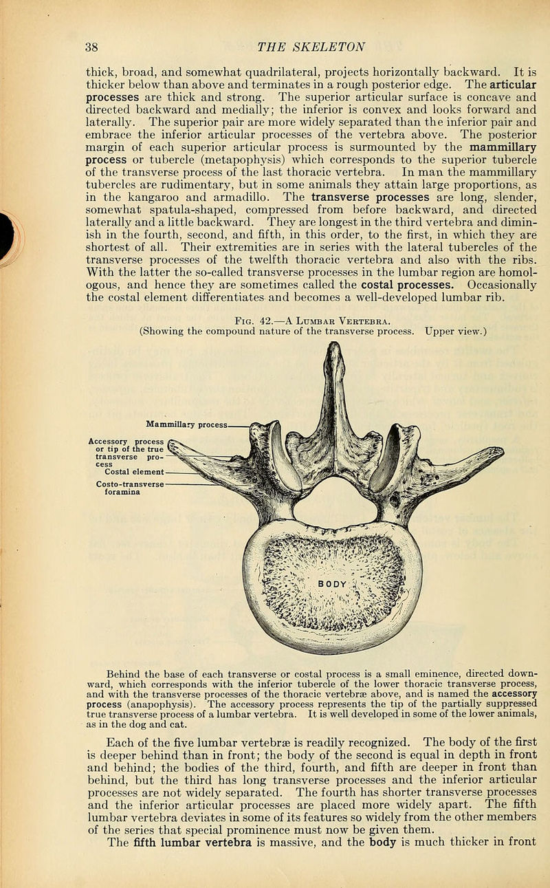 thick, broad, and somewhat quadrilateral, projects horizontally backward. It is thicker below than above and terminates in a rough posterior edge. The articular processes are thick and strong. The superior articular surface is concave and directed backward and medially; the inferior is convex and looks forward and laterally. The superior pair are more widely separated than the inferior pair and embrace the inferior articular processes of the vertebra above. The posterior margin of each superior articular process is surmounted by the mammillary process or tubercle (metapophysis) which corresponds to the superior tubercle of the transverse process of the last thoracic vertebra. In man. the mammillary tubercles are rudimentary, but in some animals they attain large proportions, as in the kangaroo and armadillo. The transverse processes are long, slender, somewhat spatula-shaped, compressed from before backward, and directed laterally and a little backward. They are longest in the third vertebra and dimin- ish in the fourth, second, and fifth, in this order, to the first, in which they are shortest of all. Their extremities are in series with the lateral tubercles of the transverse processes of the twelfth thoracic vertebra and also with the ribs. With the latter the so-called transverse processes in the lumbar region are homol- ogous, and hence they are sometimes called the costal processes. Occasionally the costal element differentiates and becomes a well-developed lumbar rib. Fig. 42.—A Ltjmbar Vertebra. (Showing the compound nature of the transverse process. Upper view.) Mammillary process. Accessory process or tip of the true transverse pro- cess Costal element Behind the base of each transverse or costal process is a small eminence, directed down- ward, which corresponds with the inferior tubercle of the lower thoracic transverse process, and with the transverse processes of the thoracic vertebrae above, and is named the accessory process (anapophysis). The accessory process represents the tip of the partially suppressed true transverse process of a lumbar vertebra. It is well developed in some of the lower animals, as in the dog and cat. Each of the five lumbar vertebrae is readily recognized. The body of the first is deeper behind than in front; the body of the second is equal in depth in front and behind; the bodies of the third, fourth, and fifth are deeper in front than behind, but the third has long transverse processes and the inferior articular processes are not widely separated. The fourth has shorter transverse processes and the inferior articular processes are placed more widely apart. The fifth lumbar vertebra deviates in some of its features so widely from the other members of the series that special prominence must now be given them. The fifth lumbar vertebra is massive, and the body is much thicker in front