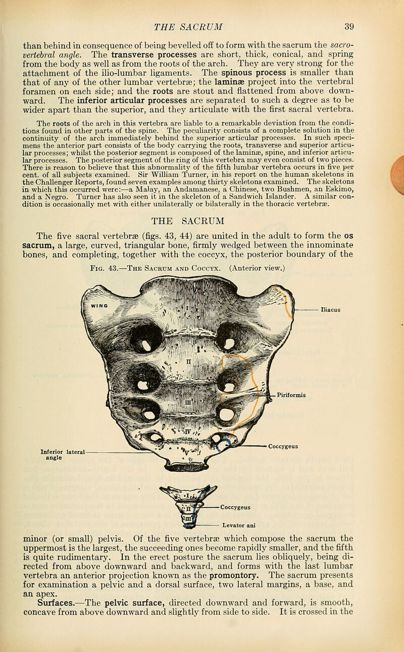 than behind in consequence of being bevelled off to form with the sacrum the sacro- vertebral angle. The transverse processes are short, thick, conical, and spring from the body as well as from the roots of the arch. They are very strong for the attachment of the ilio-lumbar ligaments. The spinous process is smaller than that of any of the other lumbar vertebrse; the laminae project into the vertebral foramen on each side; and the roots are stout and flattened from above down- ward. The inferior articular processes are separated to such a degree as to be wider apart than the superior, and they articulate with the first sacral vertebra. The roots of the arch in this vertebra are liable to a remarkable deviation from the condi- tions found in other parts of the spine. The peculiarity consists of a complete solution in the continuity of the arch immediately behind the superior articular processes. In such speci- mens the anterior part consists of the body carrying the roots, transverse and superior articu- lar processes; whilst the posterior segment is composed of the laminae, spine, and inferior articu- lar processes. The posterior segment of the ring of this vertebra may even consist of two pieces. There is reason to believe that this abnormality of the fifth lumbar vertebra occurs in five per cent, of aU subjects examined. Sir William Turner, in his report on the human skeletons in the Challenger Reports, found seven examples among thirty skeletons examined. The skeletons in which this occurred were:—a Malay, an Andamanese, a Chinese, two Bushmen, an Eskimo, and a Negro. Turner has also seen it in the skeleton of a Sandwich Islander. A similar con- dition is occasionally met with either unilaterally or bilaterally in the thoracic vertebrae. THE SACRUM The five sacral vertebrse (figs. 43, 44) are united in the adult to form the os sacrum, a large, curved, triangular bone, firmly wedged between the innominate bones, and completing, together with the coccyx, the posterior boundary of the Fig. 43.—The Sacrum and Coccyx. (Anterior view.) Inferior lateral angle minor (or small) pelvis. Of the five vertebrae which compose the sacrum the uppermost is the largest, the succeeding ones become rapidly smaller, and the fifth is quite rudimentary. In the erect posture the sacrum lies obliquely, being di- rected from above downward and backward, and forms with the last lumbar vertebra an anterior projection known as the promontory. The sacrum presents for examination a pelvic and a dorsal surface, two lateral margins, a base, and an apex. Surfaces.—The pelvic surface, directed downward and forward, is smooth, concave from above downward and slightly from side to side. It is crossed in the