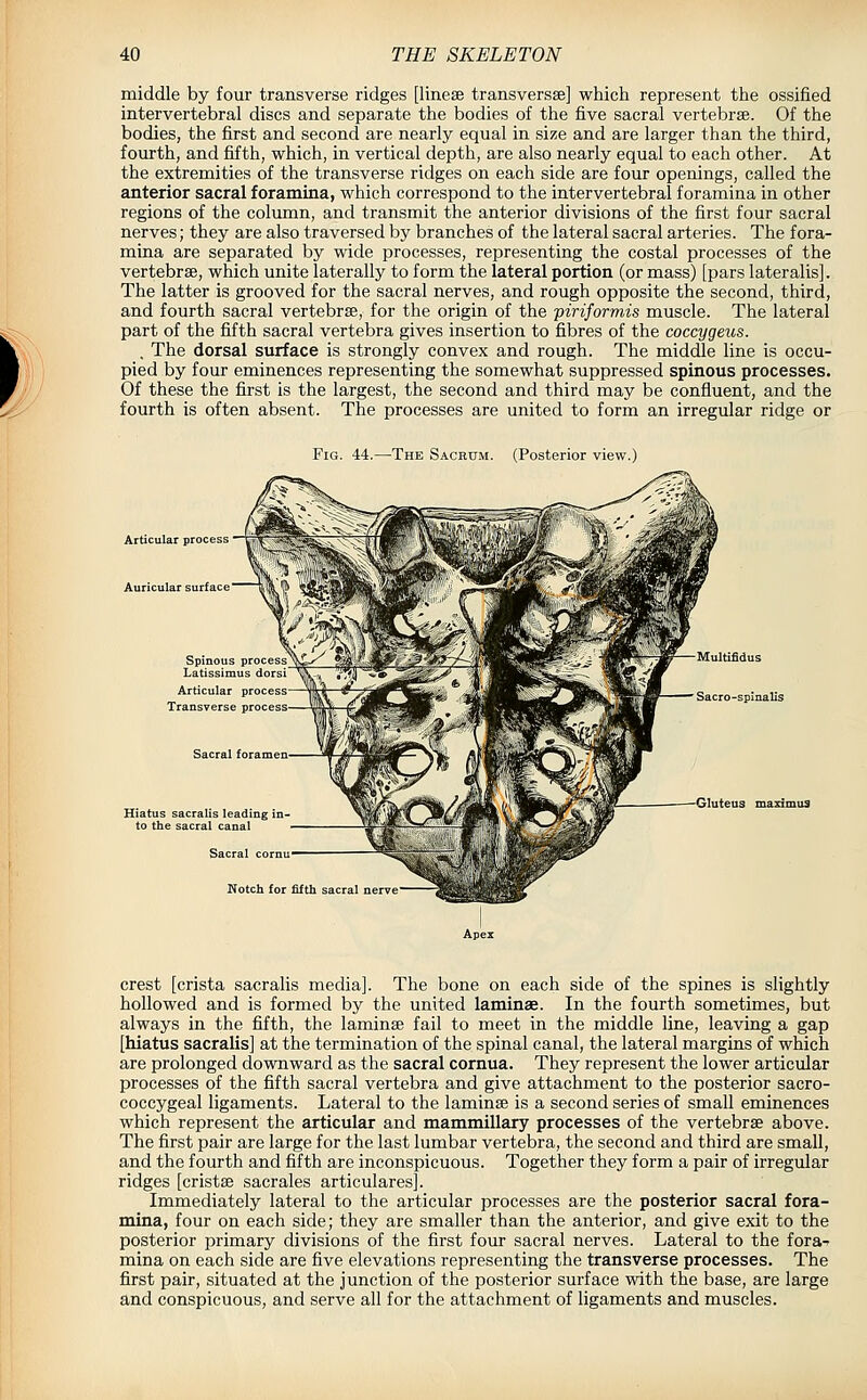 middle by four transverse ridges [lineae transversee] which represent the ossified intervertebral discs and separate the bodies of the five sacral vertebrae. Of the bodies, the first and second are nearly equal in size and are larger than the third, fourth, and fifth, which, in vertical depth, are also nearly equal to each other. At the extremities of the transverse ridges on each side are four openings, called the anterior sacral foramina, which correspond to the intervertebral foramina in other regions of the column, and transmit the anterior divisions of the first four sacral nerves; they are also traversed by branches of the lateral sacral arteries. The fora- mina are separated by wide processes, representing the costal processes of the vertebrae, which unite laterally to form the lateral portion (or mass) [pars lateralis]. The latter is grooved for the sacral nerves, and rough opposite the second, third, and fourth sacral vertebrae, for the origin of the piriformis muscle. The lateral part of the fifth sacral vertebra gives insertion to fibres of the coccygeus. . The dorsal surface is strongly convex and rough. The middle line is occu- pied by four eminences representing the somewhat suppressed spinous processes. Of these the first is the largest, the second and third may be confluent, and the fourth is often absent. The processes are united to form an irregular ridge or The Sacrum. (Posterior view.) Articular process Auricular surface Articular process' Transverse process Sacral foramen- Multifidus Sacro-spinalis Gluteus maximus Notch for fifth sacral crest [crista sacralis media]. The bone on each side of the spines is slightly hollowed and is formed by the united laminae. In the fourth sometimes, but always in the fifth, the laminae fail to meet in the middle line, leaving a gap [hiatus sacralis] at the termination of the spinal canal, the lateral margins of which are prolonged downward as the sacral cornua. They represent the lower articular processes of the fifth sacral vertebra and give attachment to the posterior sacro- coccygeal ligaments. Lateral to the laminae is a second series of small eminences which represent the articular and mammillary processes of the vertebrae above. The first pair are large for the last lumbar vertebra, the second and third are small, and the fourth and fifth are inconspicuous. Together they form a pair of irregular ridges [cristae sacrales articulares]. Immediately lateral to the articular processes are the posterior sacral fora- mina, four on each side; they are smaller than the anterior, and give exit to the posterior primary divisions of the first four sacral nerves. Lateral to the fora^ mina on each side are five elevations representing the transverse processes. The first pair, situated at the junction of the posterior surface with the base, are large and conspicuous, and serve all for the attachment of ligaments and muscles.
