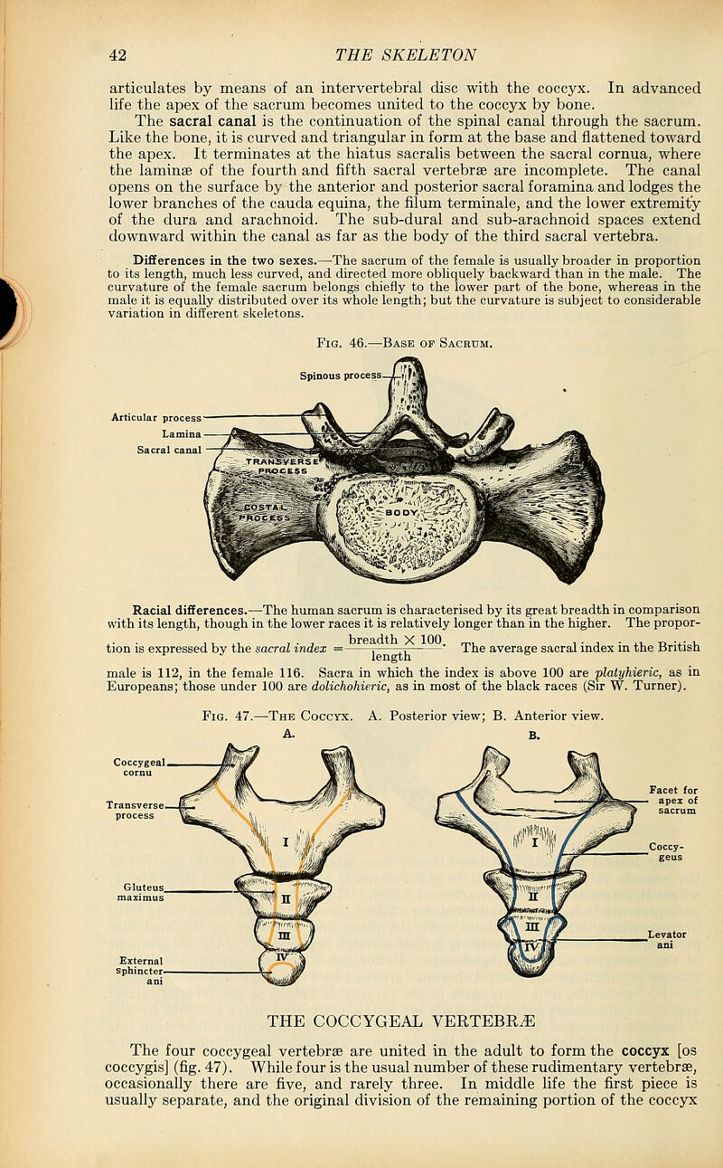articulates by means of an intervertebral disc with the coccyx. In advanced life the apex of the sacrum becomes united to the coccyx by bone. The sacral canal is the continuation of the spinal canal through the sacrum. Like the bone, it is curved and triangular in form at the base and flattened toward the apex. It terminates at the hiatus sacralis between the sacral cornua, where the laminse of the fourth and fifth sacral vertebrae are incomplete. The canal opens on the surface by the anterior and posterior sacral foramina and lodges the lower branches of the cauda equina, the filum terminale, and the lower extremity of the dura and arachnoid. The sub-dural and sub-arachnoid spaces extend downward within the canal as far as the body of the third sacral vertebra. Differences in the two sexes.—The sacrum of the female is usually broader in proportion to its length, much less curved, and directed more obliquely backward than in the male. The curvature of the female sacrum belongs chiefly to the lower part of the bone, whereas in the male it is equally distributed over its whole length; but the curvature is subject to considerable variation in different skeletons. Fig. 46.—Base of Sacrum. Spinous process—j^fjf^ij cular process Lamina Sacral canal Racial differences.—The human sacrum is characterised by its great breadth in comparison with its length, though in the lower races it is relatively longer than in the higher. The propor- tion is expressed by the sacral index = .——rr ' The average sacral index in the British male is 112, in the female 116. Sacra in which the index is above 100 are plaiyhieric, as in Europeans; those under 100 are dolichohieric, as in most of the black races (Sir W. Turner). Fig. 47.—The Coccyx. A. Posterior view; B. Anterior view. A. B. THE COCCYGEAL VERTEBRiE The four coccygeal vertebrae are united in the adult to form the coccyx [os coccygis] (fig. 47). While four is the usual number of these rudimentary vertebrse, occasionally there are five, and rarely three. In middle life the first piece is usually separate, and the original division of the remaining portion of the coccyx