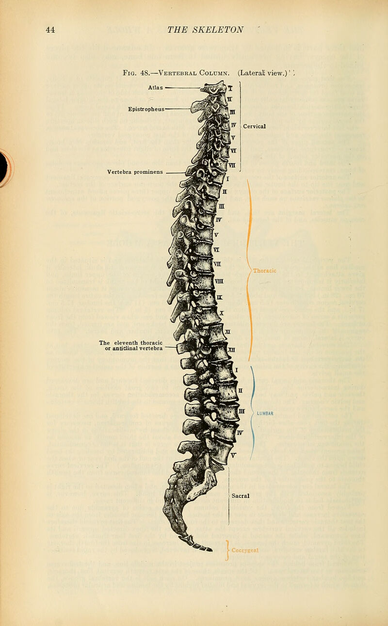 Fig. 48.—Vertebral Column. (Lateral; view.)' Atlas ^«&a^^T Epistropheus - Vertebra prominens . Vff iin
