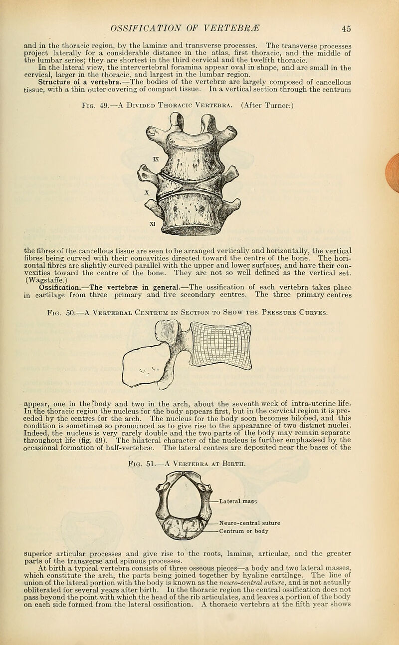 and in the thoracic region, by the laminae and transverse processes. The transverse processes project laterally for a considerable distance in the atlas, first thoracic, and the middle of the lumbar series; they are shortest in the third cervical and the twelfth thoracic. In the lateral view, the intervertebral foramina appear oval in shape, and are small in the cervical, larger in the thoracic, and largest in the lumbar region. Structure o£ a vertebra.—The bodies of the vertebrae are largely composed of cancellous tissue, with a thin outer covering of compact tissue. In a vertical section through the centrum Fig. 49.—A Divided Thoracic Vertebra. (After Turner-.) the fibres of the cancellous tissue are seen to be arranged vertically and horizontally, the vertical fibres being curved with their concavities directed toward the centre of the bone. The hori- zontal fibres are slightly curved parallel with the upper and lower surfaces, and have their con- vexities toward the centre of the bone. They are not so well defined as the vertical set. (Wagstaffe.) Ossification.—The vertebrae in general.—The ossification of each vertebra takes place in cartilage from three primary and five secondary centres. The three primary centres Fig. 50.—A Vertebral Centrum in Section to Show the Pressure Curves. appear, one in the^body and two in the arch, about the seventh week of intra-uterine life. In the thoracic region the nucleus for the body appears first, but in the cervical region it is pre- ceded by the centres for the arch. The nucleus for the body soon becomes bilobed, and this condition is sometimes so pronounced as to give rise to the appearance of two distinct nuclei. Indeed, the nucleus is very rarely double and the two parts of the body may remain separate throughout life (fig. 49). The bilateral character of the nucleus is further emphasised by the occasional formation of half-vertebrje. The lateral centres are deposited near the bases of the Fig. 51.—A Vertebra at Birth. Neuro-central suture Centrum or body Superior articular processes and give rise to the roots, laminae, articular, and the greater parts of the tran8.verse and spinous processes. At birth a typical vertebra consists of three osseous pieces—a body and two lateral masses, which constitute the arch, the parts being joined together by hyahne cartilage. The line of union of the lateral portion with the body is known as the neuro-ceniral suture, and is not actually obliterated for several years after birth. In the thoracic region the central ossification does not pass beyond the point with which the head of the rib articulates, and leaves a portion of the bodj' on each side formed from the lateral ossification. A thoracic vertebra at the fifth year shows
