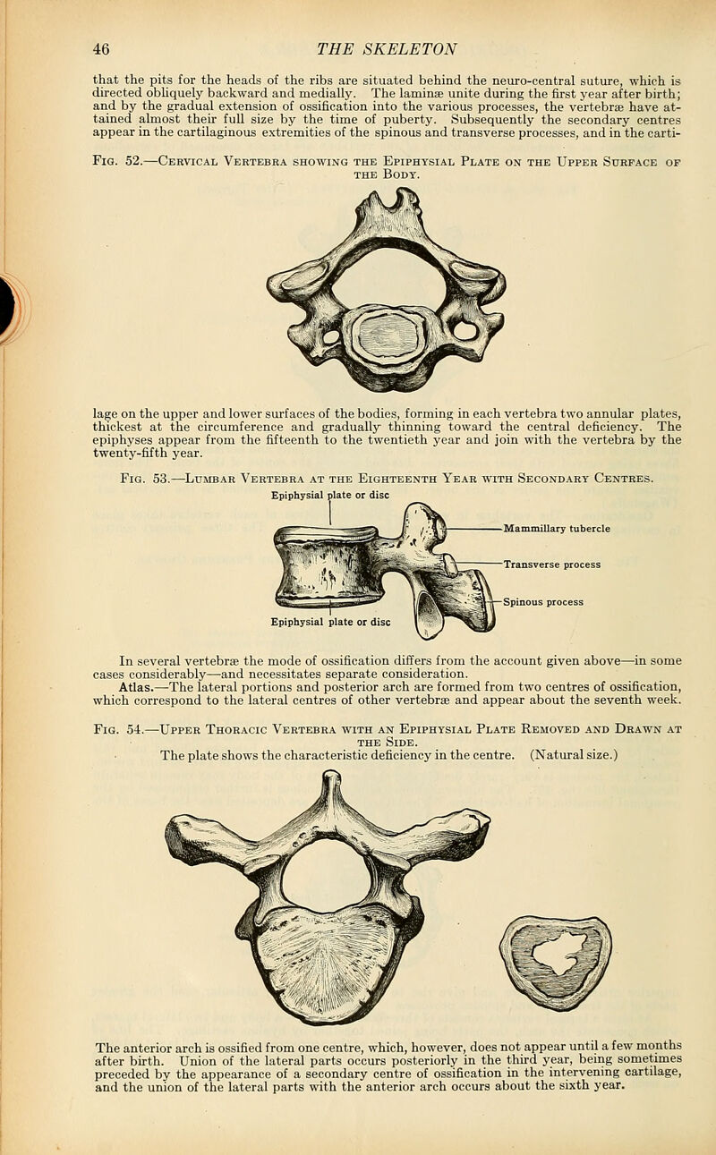 that the pits for the heads of the ribs are situated behind the neuro-central suture, which is directed obhquely backward and medially. The laminae unite during the first year after birth; and by the gradual extension of ossification into the various processes, the vertebrae have at- tained almost their full size by the time of puberty. Subsequently the secondary centres appear in the cartilaginous extremities of the spinous and transverse processes, and in the carti- FiQ. 52.- -Cervical Vertebra showing the Epiphysial Plate on the Upper Surface op THE Body. lage on the upper and lower surfaces of the bodies, forming in each vertebra two annular plates, thickest at the circumference and gradually thinning toward the central deficiency. The epiphyses appear from the fifteenth to the twentieth year and join with the vertebra by the twenty-fifth year. Fig. 53.—Lumbar Vertebra at the Eighteenth Year with Secondary Centres. Epiphysial plate or disc Mammillary tubercle Transverse process Spinous process Epiphysial plate In several vertebrae the mode of ossification differs from the account given above—in some cases considerably—and necessitates separate consideration. Atlas.—The lateral portions and posterior arch are formed from two centres of ossification, which correspond to the lateral centres of other vertebrae and appear about the seventh week. Fig. 54.—Upper Thoracic Vertebra with an Epiphysial Plate Removed and Drawn at the Side. The plate shows the characteristic deficiency in the centre. (Natural size.) The anterior arch is ossified from one centre, which, however, does not appear until a few months after birth. Union of the lateral parts occurs posteriorly in the third year, being sometimes preceded by the appearance of a secondary centre of ossification in the intervening cartilage, and the union of the lateral parts with the anterior arch occurs about the sixth year.