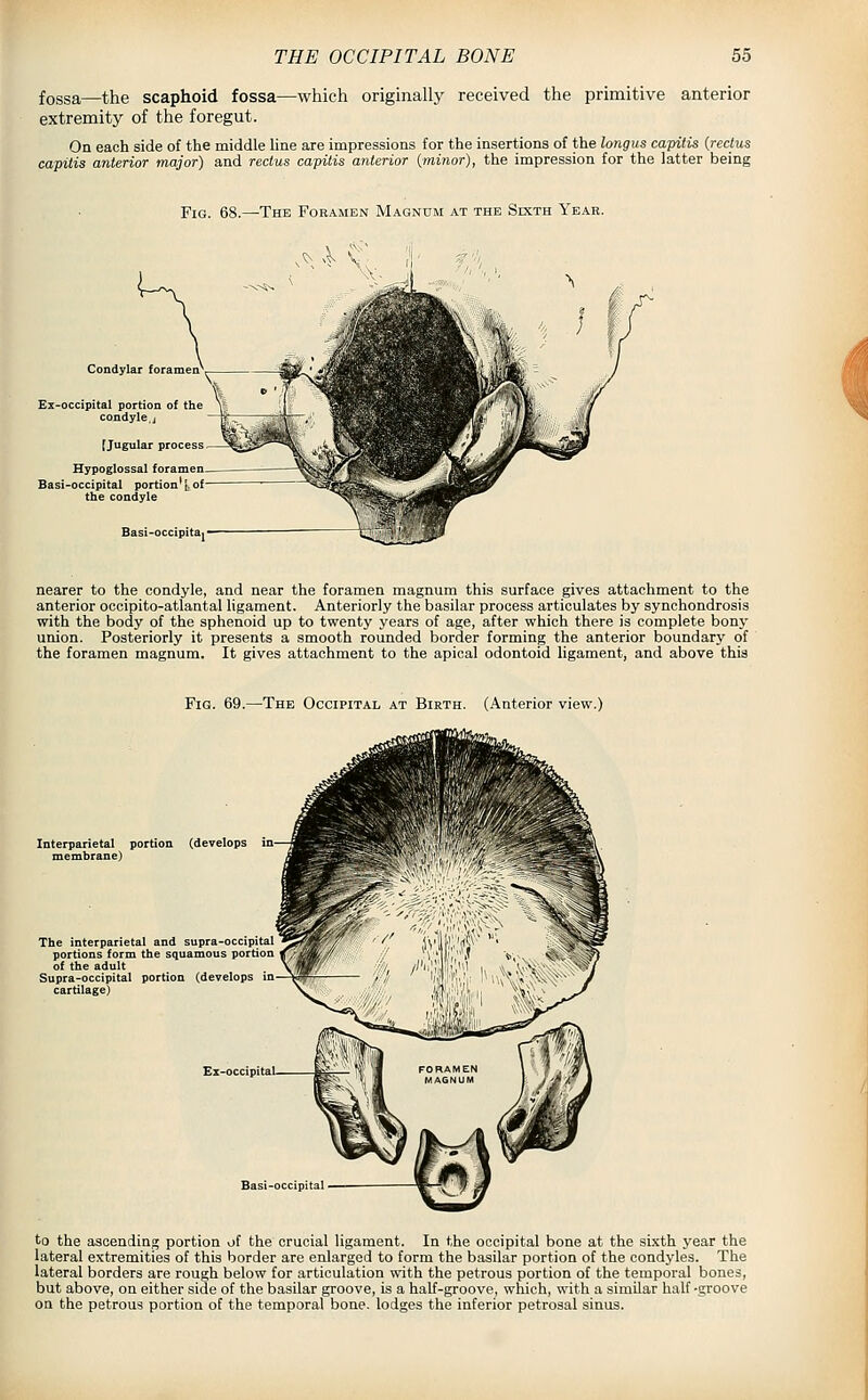 fossa—the scaphoid fossa—which originally received the primitive anterior extremity of the foregut. On each side of the middle line are impressions for the insertions of the longus capitis (rectus capitis anterior major) and rectus capitis anterior (minor), the impression for the latter being Fig. 68.—The Foramen Magnum at the Sixth Year. Condylar foramen Ex-occipital portion of the condyle, J Hypoglossal foramen. Basi-occipital portion' I of the condyle i Basi-occipitaj nearer to the condyle, and near the foramen magnum this surface gives attachment to the anterior occipito-atlantal ligament. Anteriorly the basilar process articulates by synchondrosis with the body of the sphenoid up to twenty years of age, after which there is complete bony union. Posteriorly it presents a smooth rounded border forming the anterior boundary of the foramen magnum. It gives attachment to the apical odontoid ligament, and above this Fig. 69.—The Occipital at Birth. (Anterior view.) Interparietal portion (develops in' membrane) The interparietal and supra-occipital portions form the squamous portion of the adult Supra-occipital portion (develops in cartilage) to the ascending portion of the crucial ligament. In the occipital bone at the sixth year the lateral extremities of this border are enlarged to form the basilar portion of the condyles. The lateral borders are rough below for articulation with the petrous portion of the temporal bones, but above, on either side of the basilar groove, is a half-groove, which, with a similar half -groove on the petrous portion of the temporal bone, lodges the inferior petrosal sinus.