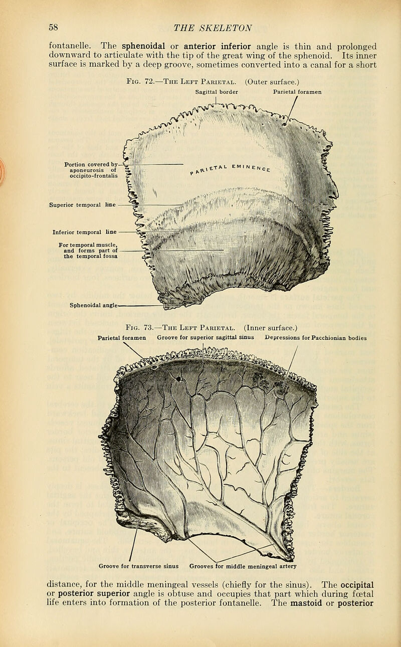 fontanelle. The sphenoidal or anterior inferior angle is thin and prolonged downward to articulate with the tip of the great wing of the sphenoid. Its inner surface is marked by a deep groove, sometimes converted into a canal for a short Fig. 72.—The Left Parietal. (Outer surface.) Sagittal border Parietal foramen Portion covered by Superior temporal line Inferior temporal line For temporal muscle, and forms part of the temporal fossa Sphenoidal angle' Fig. 73.—The Left Parietal. (Inner surface.) Parietal foramen Groove for superior sagittal sinus Depressions for Pacchionian bodies Groove for transverse Grooves for middle meningeal artery distance, for the middle meningeal vessels (chiefly for the sinus). The occipital or posterior superior angle is obtuse and occupies that part which during foetal life enters into formation of the posterior fontanelle. The mastoid or posterior