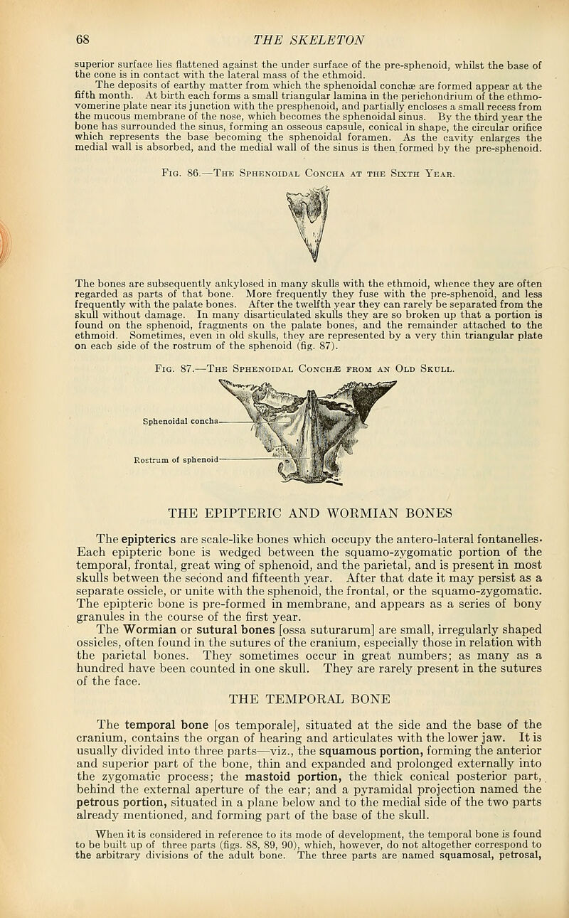 superior surface lies flattened against the under surface of the pre-sphenoid, whilst the base of the cone is in contact with the lateral mass of the ethmoid. The deposits of earthy matter from which the sphenoidal conchae are formed appear at the fifth month. At birth each forms a small triangular lamina in the peiichondrium of the ethmo- vomerine plate near its junction with the presphenoid, and partially encloses a small recess from the mucous membrane of the nose, which becomes the sphenoidal sinus. By the third year the bone has surrounded the sinus, forming an osseous capsule, conical in shape, the circular orifice which represents the base becoming the sphenoidal foramen. As the cavity enlarges the medial wall is absorbed, and the medial wall of the sinus is then formed by the pre-sphenoid. Fig. 86.—The Sphenoidal Concha at the Sixth Year. The bones are subsequently ankylosed in many skulls with the ethmoid, whence they are often regarded as parts of that bone. More frequently they fuse with the pre-sphenoid, and less frequently with the palate bones. After the twelfth year they can rarely be separated from the skull without damage. In many disarticulated skulls they are so broken up that a portion is found on the sphenoid, fragments on the palate bones, and the remainder attached to the ethmoid. Sometimes, even in old skulls, they are represented by a very thin triangular plate on each side of the rostrum of the sphenoid (fig. 87). Fig. 87.—The Sphenoidal Conch.s: from an Old Skull. Sphenoidal concha Rostrum of sphenoid THE EPIPTERIC AND WORMIAN BONES The epipterics are scale-like bones which occupy the antero-lateral fontanelles- Each epipteric bone is wedged between the squamo-zygomatic portion of the temporal, frontal, great wing of sphenoid, and the parietal, and is present in most skulls between the second and fifteenth year. After that date it may persist as a separate ossicle, or unite with the sphenoid, the frontal, or the squamo-zygomatic. The epipteric bone is pre-formed in membrane, and appears as a series of bony granules in the course of the first year. The Wormian or sutural bones [ossa suturarum] are small, irregularly shaped ossicles, often found in the sutures of the cranium, especially those in relation with the parietal bones. They sometimes occur in great numbers; as many as a hundred have been counted in one skull. They are rarely present in the sutures of the face. THE TEMPORAL BONE The temporal bone [os temporale], situated at the side and the base of the cranium, contains the organ of hearing and articulates with the lower jaw. It is usually divided into three parts—viz., the squamous portion, forming the anterior and superior part of the bone, thin and expanded and prolonged externally into the zygomatic process; the mastoid portion, the thick conical posterior part, behind the external aperture of the ear; and a pyramidal projection named the petrous portion, situated in a plane below and to the medial side of the two parts already mentioned, and forming part of the base of the skull. When it is considered in reference to its mode of development, the temporal bone is found to be built up of three parts (figs. 88, 89, 90), which, however, do not altogether correspond to the arbitrary divisions of the adult bone. The three parts are named squamosal, petrosal,