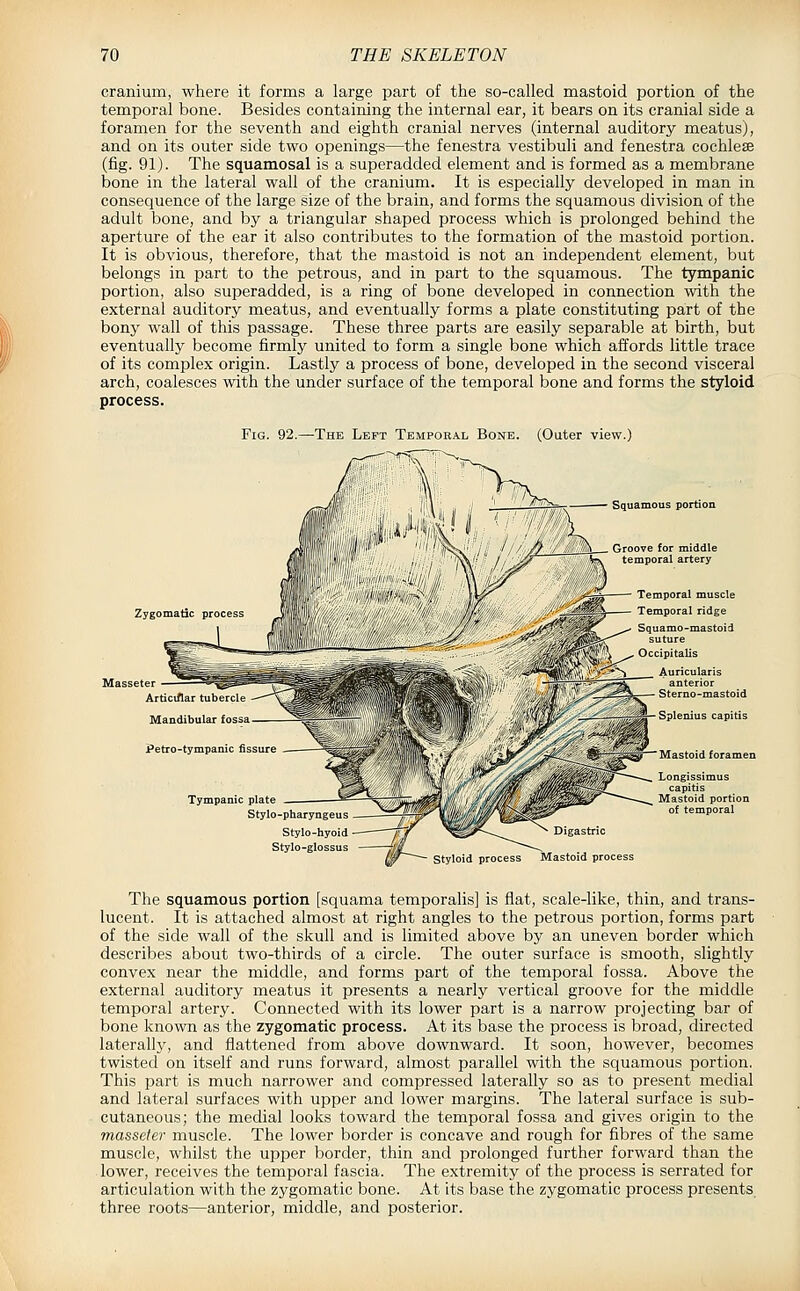 cranium, where it forms a large part of the so-called mastoid portion of the temporal bone. Besides containing the internal ear, it bears on its cranial side a foramen for the seventh and eighth cranial nerves (internal auditory meatus), and on its outer side two openings—the fenestra vestibuli and fenestra cochleae (fig. 91). The squamosal is a superadded element and is formed as a membrane bone in the lateral wall of the cranium. It is especially developed in man in consequence of the large size of the brain, and forms the squamous division of the adult bone, and by a triangular shaped process which is prolonged behind the aperture of the ear it also contributes to the formation of the mastoid portion. It is obvious, therefore, that the mastoid is not an independent element, but belongs in part to the petrous, and in part to the squamous. The tympanic portion, also superadded, is a ring of bone developed in connection with the external auditory meatus, and eventually forms a plate constituting part of the bony wall of this passage. These three parts are easily separable at birth, but eventually become firmly united to form a single bone which affords little trace of its complex origin. Lastly a process of bone, developed in the second visceral arch, coalesces with the under surface of the temporal bone and forms the styloid process. Fig. 92.—The Left Temporal Bone. (Outer view.) Zygomatic process Tympanic plati Stylo-pharyngeus Stylo-hyoid Stylo-glossus Styloid process Mastoid process The squamous portion [squama temporalis] is flat, scale-like, thin, and trans- lucent. It is attached almost at right angles to the petrous portion, forms part of the side wall of the skull and is limited above by an uneven border which describes about two-thirds of a circle. The outer surface is smooth, slightly convex near the middle, and forms part of the temporal fossa. Above the external auditory meatus it presents a nearly vertical groove for the middle temporal artery. Connected with its lower part is a narrow projecting bar of bone known as the zygomatic process. At its base the process is broad, directed lateralljr, and flattened from above downward. It soon, however, becomes twisted on itself and runs forward, almost parallel with the squamous portion. This part is much narrower and compressed laterally so as to present medial and lateral surfaces with upper and lower margins. The lateral surface is sub- cutaneous; the medial looks toward the temporal fossa and gives origin to the masseter muscle. The lower border is concave and rough for fibres of the same muscle, whilst the upper border, thin and prolonged further forward than the lower, receives the temporal fascia. The extremity of the process is serrated for articulation with the zygomatic bone. At its base the zygomatic process presents three roots—anterior, middle, and posterior.