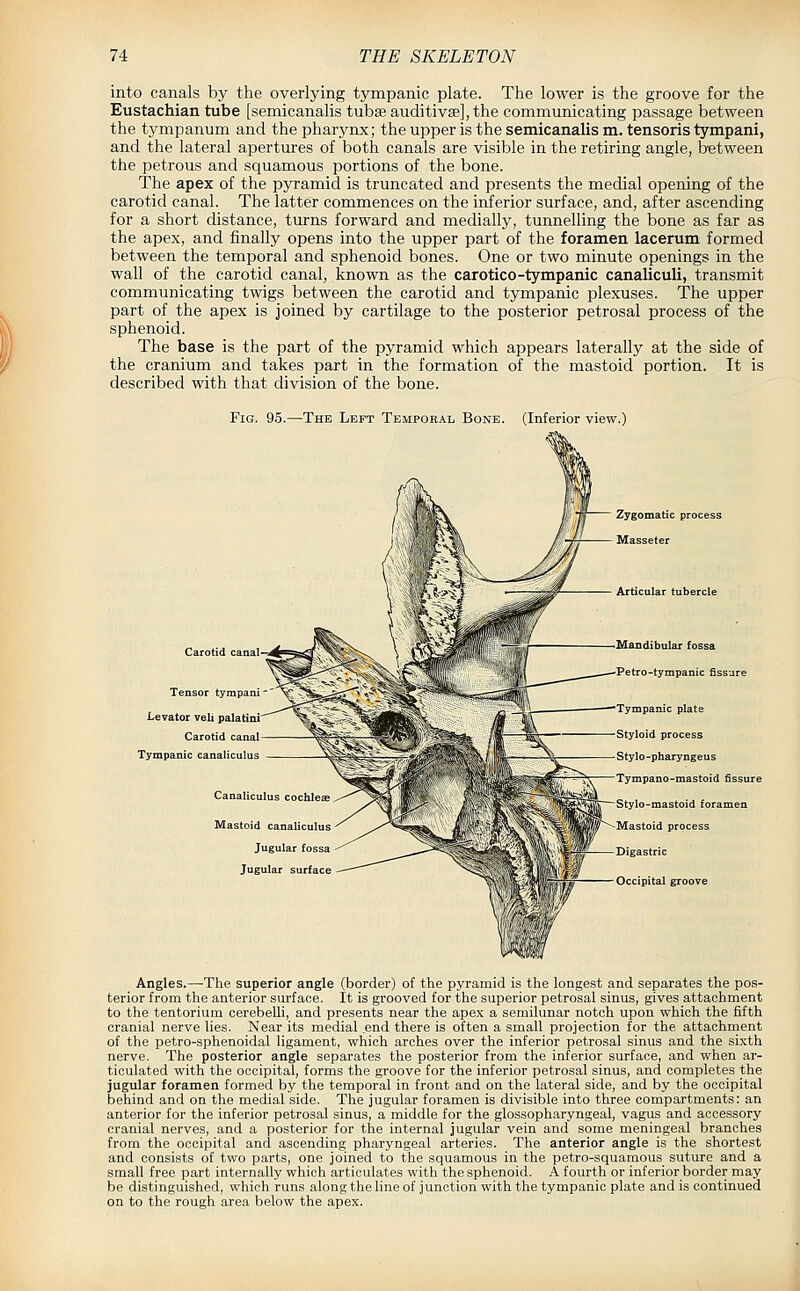 into canals by the overlying tympanic plate. The lower is the groove for the Eustachian tube [semicanalis tubse auditivse], the communicating passage between the tympanum and the pharynx; the upper is the semicanalis m. tensoris tympani, and the lateral apertures of both canals are visible in the retiring angle, b-etween the petrous and squamous portions of the bone. The apex of the pyramid is truncated and presents the medial opening of the carotid canal. The latter commences on the inferior surface, and, after ascending for a short distance, turns forward and medially, tunnelling the bone as far as the apex, and finally opens into the upper part of the foramen lacerum formed between the temporal and sphenoid bones. One or two minute openings in the wall of the carotid canal, known as the carotico-tympanic canaliculi, transmit communicating twigs between the carotid and tympanic plexuses. The upper part of the apex is joined by cartilage to the posterior petrosal process of the sphenoid. The base is the part of the pyramid which appears laterally at the side of the cranium and takes part in the formation of the mastoid portion. It is described with that chvision of the bone. Fig. 95.—The Left Temporal Bone. (Inferior view.) Carotid canal- Tensor tympani Levator veil palatini' Carotid canal Tympanic canaliculus Canalicul Mastoid canaliculus Jugular fossa Jugular surface Zygomatic process Masseter Articular tubercle Mandibular fossa ■Petro-tympanic fissure Tympanic plate Styloid process Stylo-pharyngeus Tympano-mastoid fissure Stylo-mastoid foramen Mastoid process Digastric Occipital groove Angles.—The superior angle (border) of the pyramid is the longest and separates the pos- terior from the anterior surface. It is grooved for the superior petrosal sinus, gives attachment to the tentorium cerebelli, and presents near the apex a semilunar notch upon which the fifth cranial nerve lies. Near its medial end there is often a small projection for the attachment of the petro-sphenoid.al ligament, which arches over the inferior petrosal sinus and the sixth nerve. The posterior angle separates the posterior from the inferior surface, and when ar- ticulated with the occipital, forms the groove for the inferior petrosal sinus, and completes the jugular foramen formed by the temporal in front and on the lateral side, and by the occipital behind and on the medial side. The jugular foramen is divisible into three compartments: an anterior for the inferior petrosal sinus, a middle for the glossopharyngeal, vagus and accessory cranial nerves, and a posterior for the internal jugular vein and some meningeal branches from the occipital and ascending pharyngeal arteries. The anterior angle is the shortest and consists of two parts, one joined to the squamous in the petro-squamous suture and a small free part internally which articulates with the sphenoid. A fourth or inferior border may be distinguished, which runs along the line of junction with the tympanic plate and is continued on to the rough area below the apex.