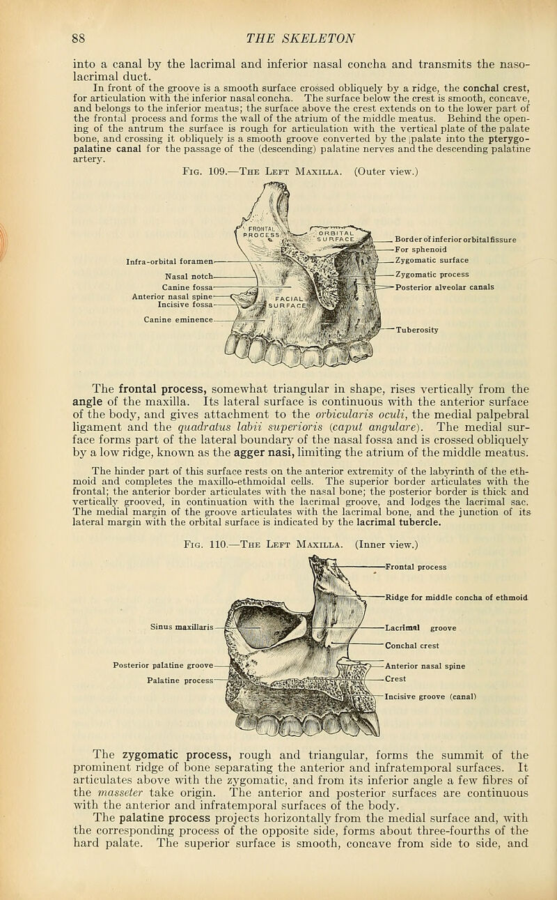 into a canal by the lacrimal and inferior nasal concha and transmits the naso- lacrimal duct. In front of the groove is a smooth surface crossed obhquely by a ridge, the concbal crest, for articulation with the inferior nasal concha. The surface below the crest is smooth, concave, and belongs to the inferior meatus; the surface above the crest extends on to the lower part of the frontal process and forms the wall of the atrium of the middle meatus. Behind the open- ing of the antrum the surface is rough for articulation with the vertical plate of the palate bone, and crossing it obliquely is a smooth groove converted by the ipalate into the pterygo- palatine canal for the passage of the (descending) palatine nerves and the descending palatine artery. Fig. 109.—The Left Maxilla. (Outer view.) Infra-orbital foramen- Nasal notch. Canine fossa' al spine Canin eminence Border of inferior orbital fissure For sphenoid Zygomatic surface Zygomatic process Posterior alveolar canals W , It /J -Tuberosity The frontal process, somewhat triangular in shape, rises vertically from the angle of the maxilla. Its lateral surface is continuous with the anterior surface of the body, and gives attachment to the orbicularis oculi, the medial palpebral ligament and the quadratus labii superioris {caput angulare). The medial sur- face forms part of the lateral boundary of the nasal fossa and is crossed obliquely by a low ridge, known as the agger nasi, limiting the atrium of the middle meatus. The hinder part of this surface rests on the anterior extremity of the labyrinth of the eth- moid and completes the maxillo-ethmoidal cells. The superior border articulates with the frontal; the anterior border articulates with the nasal bone; the posterior border is thick and vertically grooved, in continuation with the lacrimal groove, and lodges the lacrimal sac. The medial margin of the groove articulates with the lacrimal bone, and the junction of its lateral margin with the orbital surface is indicated by the lacrimal tubercle. Fig. 110.—The Left Maxilla. (Inner view.) 'Frontal process Posterior palatine groove Palatine process The zygomatic process, rough and triangular, forms the summit of the prominent ridge of bone separating the anterior and infratemporal surfaces. It articulates above with the zygomatic, and from its inferior angle a few fibres of the masseter take origin. The anterior and posterior surfaces are continuous with the anterior and infratemporal surfaces of the body. The palatine process projects horizontally from the medial surface and, with the corresponding process of the opposite side, forms about three-fourths of the hard palate. The superior surface is smooth, concave from side to side, and
