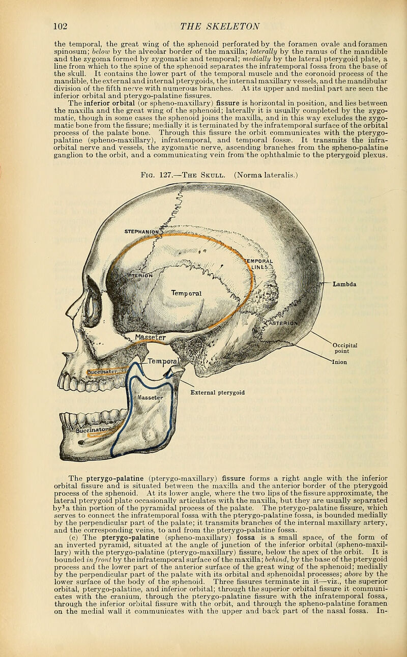 the temporal, the great wing of the sphenoid perforated by the foramen ovale and foramen spinosum; helow by the alveolar border of the maxilla; laterally by the ramus of the mandible and the zygoma formed by zygomatic and temporal; medially by the lateral pterygoid plate, a line from which to the spine of the sphenoid separates the infratemporal fossa from the base of the skull. It contains the lower part of the temporal muscle and the coronoid process of the mandible, the external and internal pterygoids, the internal maxillary vessels, and the mandibular division of the fifth nerve with numerous branches. At its upper and medial part are seen the inferior orbital and pterygo-palatine fissures. The inferior orbital (or spheno-maxillary) fissure is horizontal in position, and lies between the maxQla and the great wing of the sphenoid; laterally it is usually completed by the zygo- matic, though in some cases the sphenoid joins the maxilla, and in this way excludes the zygo- matic bone from the fissure; medially it is terminated by the infratemporal surface of the orbital process of the palate bone. Through this fissure the orbit communicates with the pterygo- palatine (spheno-maxillary), infratemporal, and temporal fossae. It transmits the infra- orbital nerve and vessels, the zygomatic nerve, ascending branches from the spheno-palatine ganglion to the orbit, and a communicating vein from the ophthalmic to the pterygoid plexus. Fig. 127.^The Skull. (Norma lateralis.) The pterygo-palatine (pterygo-maxillary) fissure forms a right angle with the inferior orbital fissure and is situated between the maxilla and the anterior border of the pterygoid process of the sphenoid. At its lower angle, where the two lips of the fissure approximate, the lateral pterj'goid plate occasionally articulates with the maxilla, but they are usually separated by' a thin portion of the pyramidal process of the palate. The pterygo-palatine fissure, which serves to connect the infratemporal fossa with the pterygo-palatine fossa, is bounded medially by the perpendicular part of the palate; it transmits branches of the internal maxillary artery, and the corresponding veins, to and from the pterygo-palatine fossa. (c) The pterygo-palatine (spheno-maxillary) fossa is a small space, of the form of an inverted pyramid, situated at the angle of junction of the inferior orbital (spheno-maxil- lary) with the pterygo-palatine (pterygo-maxillary) fissure, below the apex of the orbit. It is bounded infroid by the infratemporal surface of the maxilla; behind, by the base of the pterygoid process and the lower part of the anterior surface of the great wing of the sphenoid; medially by the perpendicular part of the palate with its orbital and sphenoidal processes; above by the lower surface of the body of the sphenoid. Three fissures terminate in it—viz., the superior orbital, pterygo-palatine, and inferior orbital; through the superior orbital fissuje it communi- cates with the cranium, through the pterygo-palatine fissure with the infratemporal fossa, through the inferior orbital fissure with the orbit, and throagh the spheno-palatine foramen on the medial wall it communicates with the upper and back part of the nasal fossa. In-