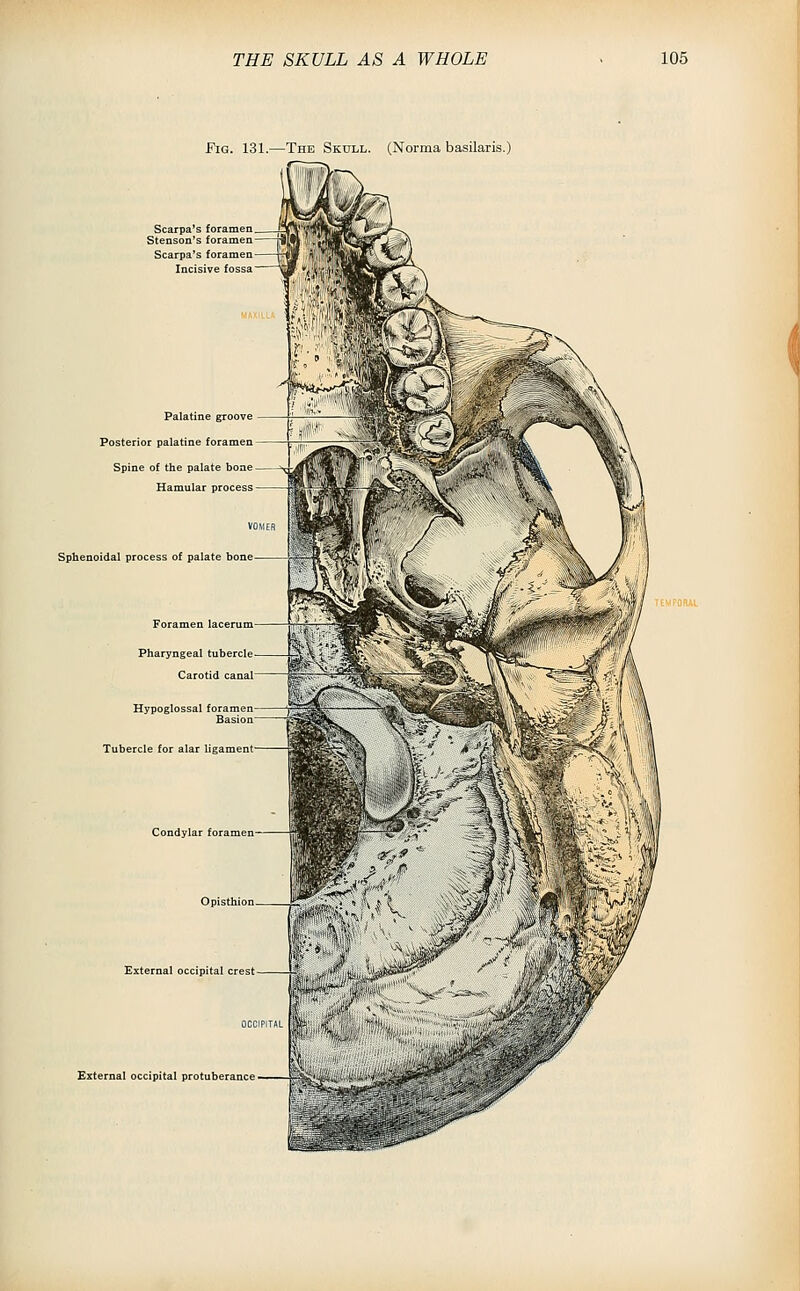 Fig. 131.—The Skull. (Norma basilaris.) Scarpa^s foramen Stenson's foramen Scarpa's foramen : fossa Palatine groove Posterior palatine foramen Spine of the palate bone Hamular process VO\ER Sphenoidal process of palate bone Foramen lacerum Pharyngeal tubercle Carotid canal Tubercle for alar ligament Condylar foramen' External occipital crest External occipital protuberance