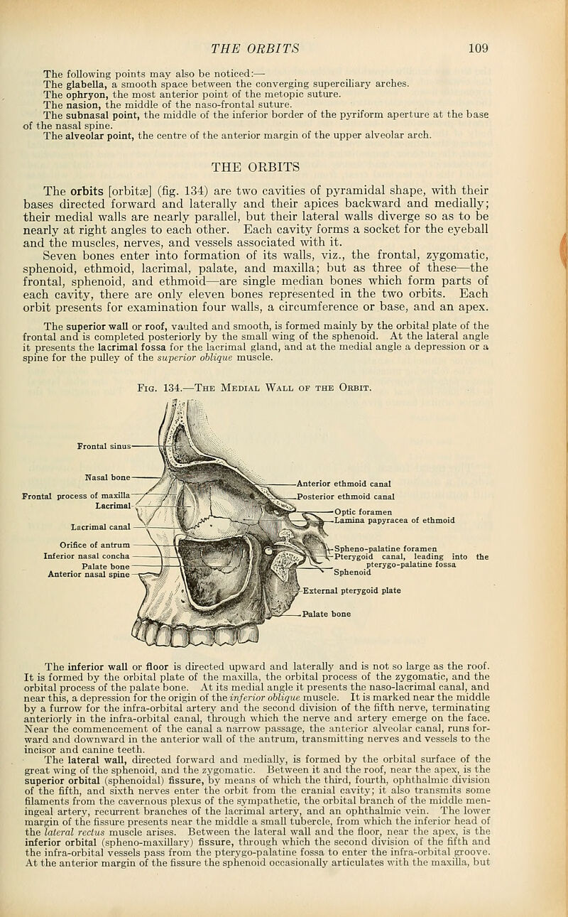 The following points may also be noticed:— The glabella, a smooth space between the converging superciliary arches. The ophryon, the most anterior point of the metopic suture. The nasion, the middle of the naso-frontal sutui'e. The subnasal point, the middle of the inferior border of the pyriform aperture at the base of the nasal spine. The alveolar point, the centre of the anterior margin of the upper alveolar arch. THE ORBITS The orbits [orbitse] (fig. 134) are two cavities of pyramidal shape, with their bases directed forward and laterally and their apices backward and medially; their medial walls are nearly parallel, but their lateral walls diverge so as to be nearly at right angles to each other. Each cavity forms a socket for the eyeball and the muscles, nerves, and vessels associated with it. Seven bones enter into formation of its walls, viz., the frontal, zygomatic, sphenoid, ethmoid, lacrimal, palate, and maxilla; but as three of these—the frontal, sphenoid, and ethmoid—are single median bones which form parts of each cavity, there are only eleven bones represented in the two orbits. Each orbit presents for examination four walls, a circumference or base, and an apex. The superior wall or roof, vaulted and smooth, is formed mainly by the orbital plate of the frontal and is completed posteriorly by the small wing of the sphenoid. At the lateral angle it presents the lacrimal fossa for the lacrimal gland, and at the medial angle a depression or a spine for the puOey of the superior oblique muscle. Fig. 134.—The Medial Wall of the Orbit. Frontal process of maxilla / V T.arrimfll- /— Lacrimal canal Orifice of antrum Inferior nasal concha Palate b( Anterior nasal spine Anterior ethmoid canal Posterior ethmoid canal Optic foramen Lamina papyracea of ethmoid \ r^Spheno-palatine foramen ?^—^Pterygoid canal, leading into the ^^^ pterygo-palatine fossa Sphenoid External pterygoid plate The inferior wall or floor is directed upward and laterally and is not so large as the roof. It is formed by the orbital plate of the maxilla, the orbital process of the zygomatic, and the orbital process of the palate bone. At its medial angle it presents the naso-laorimal canal, and near this, a depression for the origin of the inferior oblique muscle. It is marked near the middle by a furrow for the infra-orbital artery and the second division of the fifth nerve, terminating anteriorly in the infra-orbital canal, through which the nerve and artery emerge on the face. Near the commencement of the canal a narrow passage, the anterior alveolar canal, runs for- ward and downward in the anterior wall of the antrum, transmitting nerves and vessels to the incisor and canine teeth. The lateral wall, directed forward and medially, is formed by the orbital surface of the great wing of the sphenoid, and the zygomatic. Between it and the roof, near the apex, is the superior orbital (sphenoidal) fissure, by means of which the third, fourth, ophthalmic division of the fifth, and sixth nerves enter the orbit from the cranial cavity; it also transmits some filaments from the cavernous plexus of the sympathetic, the orbital branch of the middle men- ingeal artery, recurrent branches of the lacrimal artery, and an ophthalmic vein. The lower margin of the fissure presents near the middle a small tubercle, from which the inferior head of the lateral rectus muscle arises. Between the lateral wall and the floor, near the apex, is the inferior orbital (spheno-maxiUary) fissure, tlu-ough which the second division of the fifth and the infra-orbital vessels pass from the pterygo-palatine fossa to enter the infra-orbital groove. At the anterior margin of the fissure the sphenoid occasionally articulates with the maxilla, but