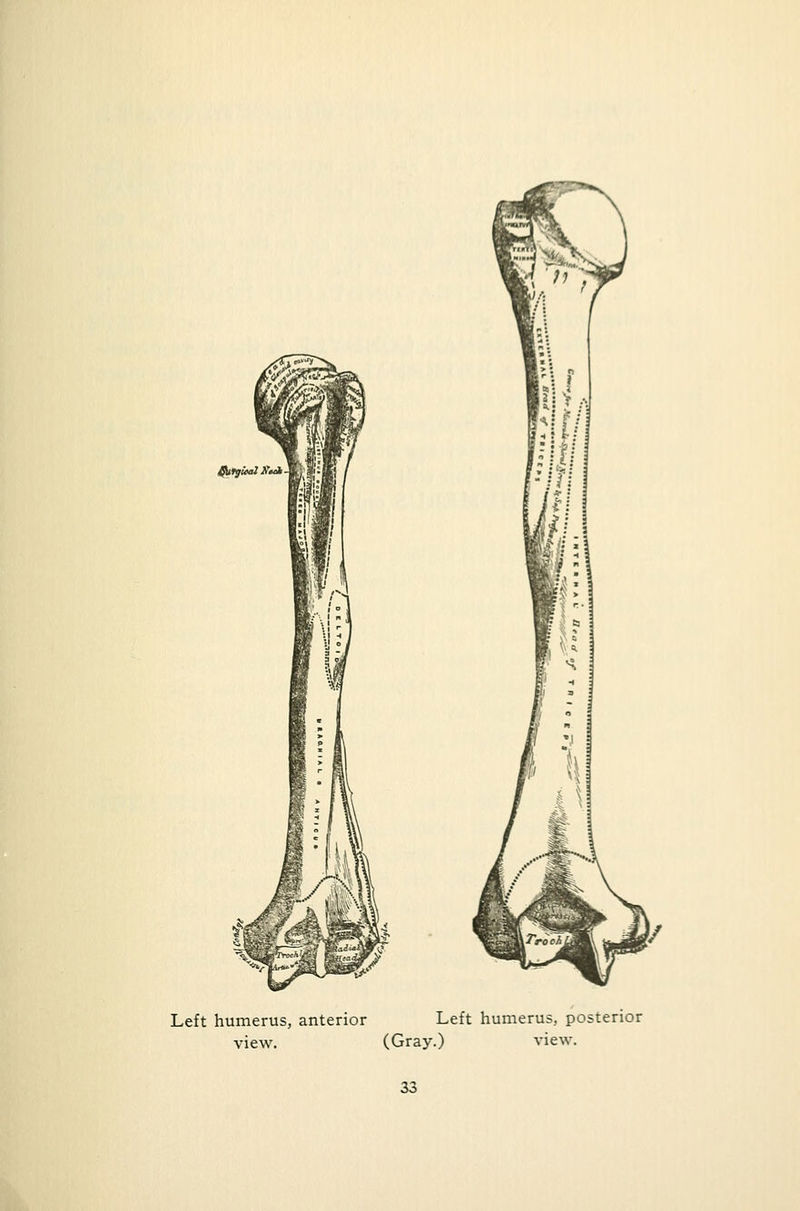 II ml ditt/wil ti'tti- m i >■': , 111 *&> Left humerus, anterior Left humerus, posterior view. (Gray.) view.