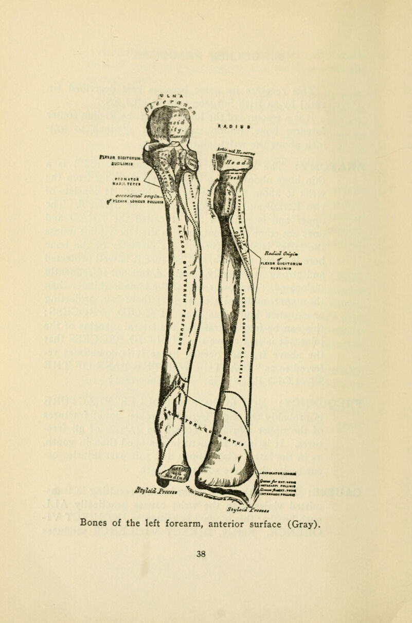 fl'MIt DICITOKVM |frL-. « iftMH fotuei* Bones of the left forearm, anterior surface (Gray).