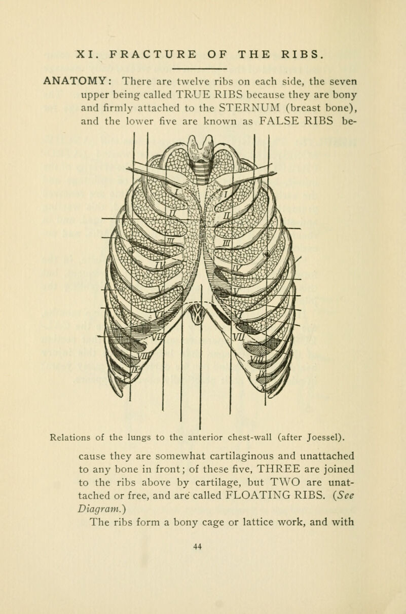 XI. FRACTURE OF THE RIBS. ANATOMY: There are twelve ribs on each side, the seven upper being called TRUE RIBS because they are bony and firmly attached to the STERNUM (breast bone), and the lower five are known as FALSE RIBS be- Relations of the lungs to the anterior chest-wall (after Joessel). cause they are somewhat cartilaginous and unattached to any bone in front; of these five, THREE are joined to the ribs above by cartilage, but TWO are unat- tached or free, and are called FLOATING RIBS. (See Diagram.) The ribs form a bony cage or lattice work, and with