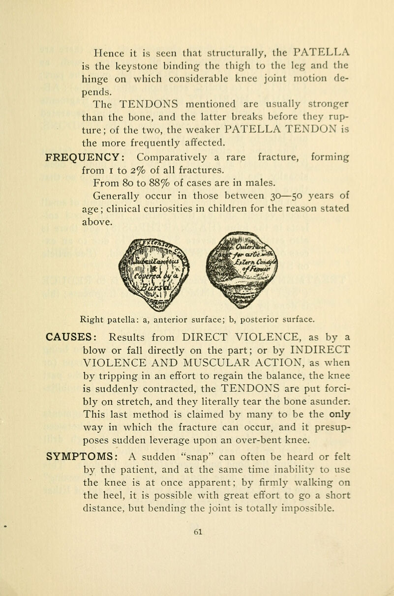Hence it is seen that structurally, the PATELLA is the keystone binding the thigh to the leg and the hinge on which considerable knee joint motion de- pends. The TENDONS mentioned are usually stronger than the bone, and the latter breaks before they rup- ture ; of the two, the weaker PATELLA TENDON is the more frequently affected. FREQUENCY: Comparatively a rare fracture, forming from i to 2% of all fractures. From 80 to 88% of cases are in males. Generally occur in those between 30—50 years of age; clinical curiosities in children for the reason stated above. Right patella: a, anterior surface; b, posterior surface. CAUSES: Results from DIRECT VIOLENCE, as by a blow or fall directly on the part; or by INDIRECT VIOLENCE AND MUSCULAR ACTION, as when by tripping in an effort to regain the balance, the knee is suddenly contracted, the TENDONS are put forci- bly on stretch, and they literally tear the bone asunder. This last method is claimed by many to be the only way in which the fracture can occur, and it presup- poses sudden leverage upon an over-bent knee. SYMPTOMS: A sudden snap can often be heard or felt by the patient, and at the same time inability to use the knee is at once apparent; by firmly walking on the heel, it is possible with great effort to go a short distance, but bending the joint is totally impossible.