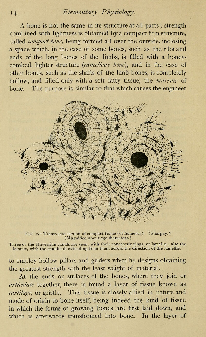 A bone is not the same in its structure at all parts; strength combined with lightness is obtained by a compact firm structure, called compact bo?ie, being formed all over the outside, inclosing a space which, in the case of some bones, such as the ribs and ends of the long bones of the limbs, is filled with a honey- combed, lighter structure {cancellous bone), and in the case of other bones, such as the shafts of the limb bones, is completely hollow, and filled only with a soft fatty tissue, the mairow of bone. The purpose is similar to that which causes the engineer Fig. 2.—Transverse section of compact tissue (of humerus). (Sharpey.) f Magnified about 150 diameters.) Three of the Haversian canals are seen, with their concentric rings, or lamellae; also the lacunae, with the canaliculi extending from them across the direction of the lamellae. to employ hollow pillars and girders when he designs obtaining the greatest strength with the least weight of material. At the ends or surfaces of the bones, where they join or articiUate together, there is found a layer of tissue known as cartilage, or gristle. This tissue is closely allied in nature and mode of origin to bone itself, being indeed the kind of tissue in which the forms of growing bones are first laid down, and which is afterwards transformed into bone. In the layer of