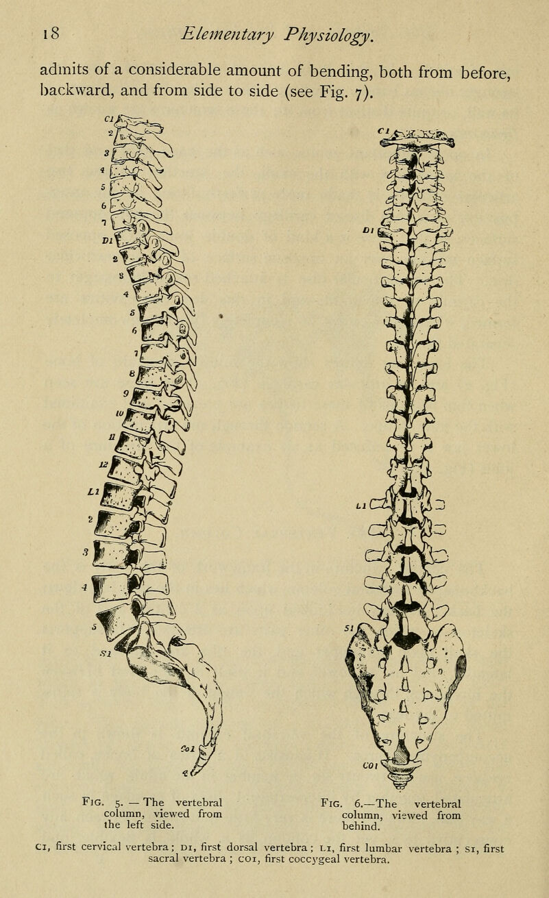 admits of a considerable amount of bending, both from before, backward, and from side to side (see Fig. 7). ^^t^ >^ A A fi cov Fig. 5. — The vertebral column, viewed from the left side. Fig. 6.—The vertebral column, viewed from behind. CI, first cervical vertebra; di, first dorsal vertebra; i.i, first lumbar vertebra ; Si, first sacral vertebra ; coi, first cocc3'geal vertebra.