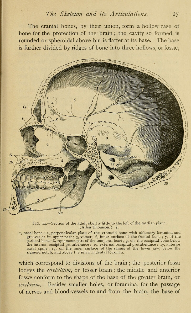 The cranial bones, by their union, form a hollow case of bone for the protection of the brain; the cavity so formed is rounded or spheroidal above but is flatter at its base. The base is further divided by ridges of bone into three hollows, or fossae, 21-/-^ Fig. 14.—Section of the adult skull a little to the left of the median plane. (Allen Thomson.) i. I, nasal bone ; 2, perpendicular plate of the ethaioid bone with olfactory foramina and grooves at its upper part ; 3, vomer; 6, inner surface of the frontal bone ; 7, of the parietal bone ; 8, squamous part of the temporal bone ; 9, on the occipital bone below the internal occipital protuberance ; 10, external occipital protuberance ; 17, anterior nasal spine ; 19, on the inner surface of the ramus of the lower jaw, below the sigmoid notch, and above t'le inferior dental foramen. which correspond to divisions of the brain; the posterior fossa lodges the cerebellum., or lesser brain ; the middle and anterior fossae conform to the shape of the base of the greater brain, or cerebnim. Besides smaller holes, or foramina, for the passage of nerves and blood-vessels to and from the brain, the base of
