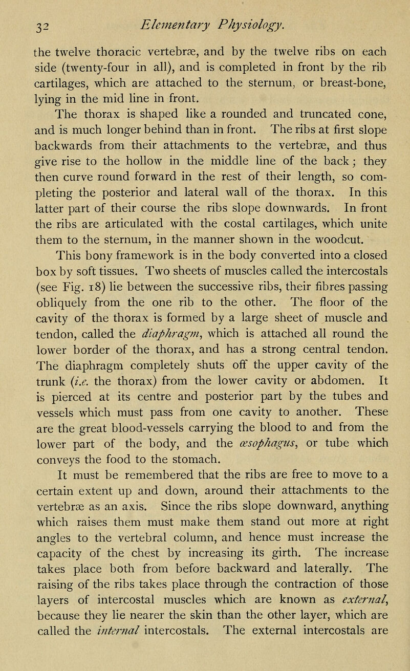 the twelve thoracic vertebrae, and by the twelve ribs on each side (twenty-four in all), and is completed in front by the rib cartilages, which are attached to the sternum, or breast-bone, lying in the mid line in front. The thorax is shaped like a rounded and truncated cone, and is much longer behind than in front. The ribs at first slope backwards from their attachments to the vertebrse, and thus give rise to the hollow in the middle line of the back; they then curve round forward in the rest of their length, so com- pleting the posterior and lateral wall of the thorax. In this latter part of their course the ribs slope downwards. In front the ribs are articulated with the costal cartilages, which unite them to the sternum, in the manner shown in the woodcut. This bony framework is in the body converted into a closed box by soft tissues. Two sheets of muscles called the intercostals (see Fig. i8) lie between the successive ribs, their fibres passing obliquely from the one rib to the other. The floor of the cavity of the thorax is formed by a large sheet of muscle and tendon, called the diaphragm^ which is attached all round the lower border of the thorax, and has a strong central tendon. The diaphragm completely shuts off the upper cavity of the trunk {i.e. the thorax) from the lower cavity or abdomen. It is pierced at its centre and posterior part by the tubes and vessels which must pass from one cavity to another. These are the great blood-vessels carrying the blood to and from the lower part of the body, and the oesophagtis, or tube which conveys the food to the stomach. It must be remembered that the ribs are free to move to a certain extent up and down, around their attachments to the vertebrae as an axis. Since the ribs slope downward, anything which raises them must make them stand out more at right andes to the vertebral column, and hence must increase the capacity of the chest by increasing its girth. The increase takes place both from before backward and laterally. The raising of the ribs takes place through the contraction of those layers of intercostal muscles which are known as exte7'nal^ because they lie nearer the skin than the other layer, which are called the mteimal intercostals. The external intercostals are