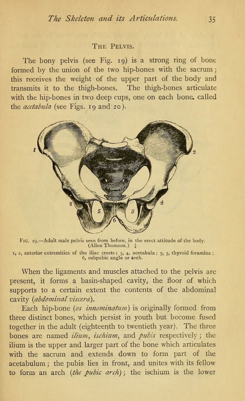 The Pelvis. The bony pelvis (see Fig. 19) is a strong ring of bone formed by the union of the two hip-bones with the sacrum j this receives the weight of the upper part of the body and transmits it to the thigh-bones. The thigh-bones articulate with the hip-bones in two deep cups, one on each bone, called the acetabula (see Figs. 19 and 20). Fig. 19. -Adult male pelvis seen from before, in the erect attitude of the body. (Allen Thomson.) \ I, 2, anterior c.Ktremities of the iliac crests ; 3, 4, acetabula; 5, 5, thyroid foramina ; 6, subpubic angle or arch. When the ligaments and muscles attached to the pelvis are present, it forms a basin-shaped cavity, the floor of which supports to a certain extent the contents of the abdominal cavity {abdominal viscera). Each hip-bone {os innominaticni) is originally formed from three distinct bones, which persist in youth but become fused together in the adult (eighteenth to twentieth year). The three bones are named iliiun, ischium, and p^dns respectively ; the ilium is the upper and larger part of the bone which articulates with the sacrum and extends down to form part of the acetabulum; the pubis lies in front, and unites with its fellow to form an arch {tJie pubic arch); the ischium is the lower