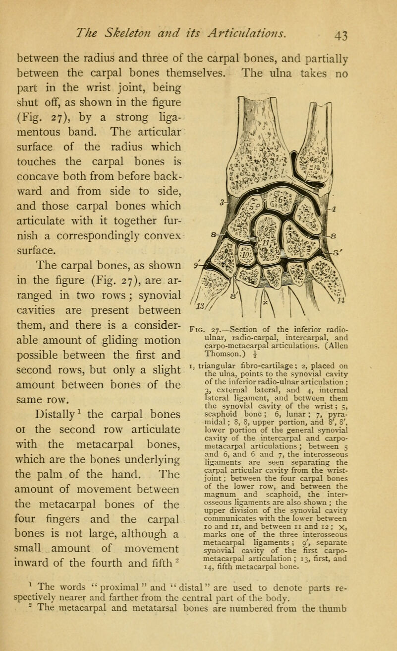 between the radius and three of the carpal bones, and partially between the carpal bones themselves. The ulna takes no part in the wrist joint, being shut off, as shown in the figure (Fig. 27), by a strong liga- mentous band. The articular surface of the radius which touches the carpal bones is concave both from before back- ward and from side to side, and those carpal bones which articulate with it together fur- nish a correspondingly convex surface. The carpal bones, as shown in the figure (Fig. 27), are ar- ranged in two rows; synovial jj ■ l^ cavities are present between ^'^'^ them, and there is a consider- f^^_ 37.-Section of the inferior radio- able amount of didinsr motion ^^^^' radio-carpal, intercarpal and ^ ^ carpo-metacarpal articulations. (Allen possible between the first and Thomson.) ^ QprnnH rowc hnt nnlv n Qlicrhl- i.- triangular fibro-cartilage; 2, placed on SeCOna rO^^S, out Oni} a Sngnt the ulna, points to the synovial cavity amount between bones of the same row. Distally^ the carpal bones 01 the second row articulate with the metacarpal bones, which are the bones underlying the palm of the hand. The amount of movement between the metacarpal bones of the four fingers and the carpal bones is not large, although a small amount of movement inward of the fourth and fifth - of the inferior radio-ulnar articulation ; 3j external lateral, and 4, internal lateral ligament, and between them the sjmovial cavity of the wTist; 5, scaphoid bone; 6, lunar; 7, pyra- midal ; 8, 8, upper portion, and 8', 8', lower portion of the general sj-novial cavity of the intercarpal and carpo- metacarpal articulations ; between 5 and 6, and 6 and 7, the interosseous ligaments are seen separating the carpal articular cavity from the wrist- joint ; between the four carpal bones of the lower row, and between the magnum and scaphoid, the inter- osseous ligaments are also shown ; the upper division of the s>-novial cavity communicates with the lower between 10 and II, and between 11 and 12 ; x, marks one of the three interosseous metacarpal ligaments ; 9', separate synovial cavity of the first carpo- metacarpal articulation ; 13, first, and 14, fifth metacarpal bone. ' The words  proximal  and 'distal are used to denote parts re- spectively nearer and farther from the central part of the body. - The metacarpal and metatarsal bones are numbered from the thumb