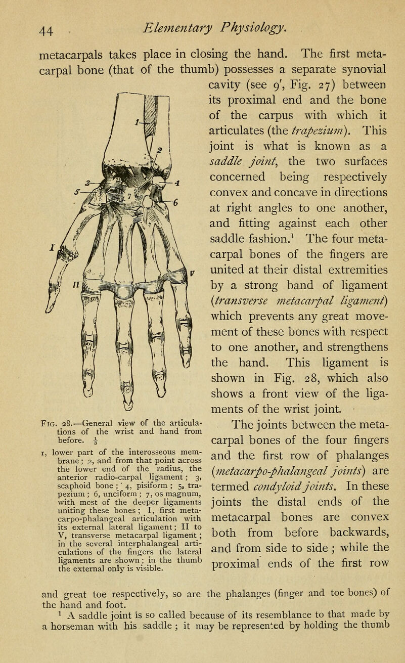 metacarpals takes place in closing the hand. The first meta- carpal bone (that of the thumb) possesses a separate synovial cavity (see 9', Fig. 27) between its proximal end and the bone of the carpus with which it articulates (the trapezium). This joint is what is known as a saddle joints the two surfaces concerned being respectively convex and concave in directions at right angles to one another, and fitting against each other saddle fashion.^ The four meta- carpal bones of the fingers are united at their distal extremities by a strong band of ligament {tf'ansverse metacai-pal ligament) which prevents any great move- ment of these bones with respect to one another, and strengthens the hand. This ligament is shown in Fig. 28, which also shows a front view of the liga- ments of the wrist joint. The joints between the meta- carpal bones of the four fingers ^' 'TlJTltt^oTi:!';:^.^^. and the first row of phalanges the lower end of the radius, the Imetacarpo-phalaii^eal joints) are anterior radio-carpal ligament; 3. ^ -^ -^ o ^ / scaphoid bone ; ' 4, pisiform ; 5, tra- tcmied C07ldyloid jointS. In thcSC pezium; 6, unciform; 7, os magnum, _ . . ^ r 1 with most of the deeper ligaments jointS the dlStal Cnds of the uniting these bones; I, first meta- carpo-phalangeal articulation with metacarpal boneS arC COllVCX its external lateral ligament; II to , ,1 ^ ^ r 1 i j V, transverse metacarpal ligament ; both frOm betorC backwardS, luiSL^rXU^rgers^ tCtt^eS and from side to side ; while the l&Te?naT:r5ytvisiSe'^ ''' proximal cnds of the first row and great toe respectively, so are the phalanges (finger and toe bones) of the hand and foot. ^ A saddle joint is so called because of its resemblance to that made by a horseman with his saddle ; it may be represented by holding the thumb Fig. 28.—General view of the articula- tions of the wrist and hand from before. \