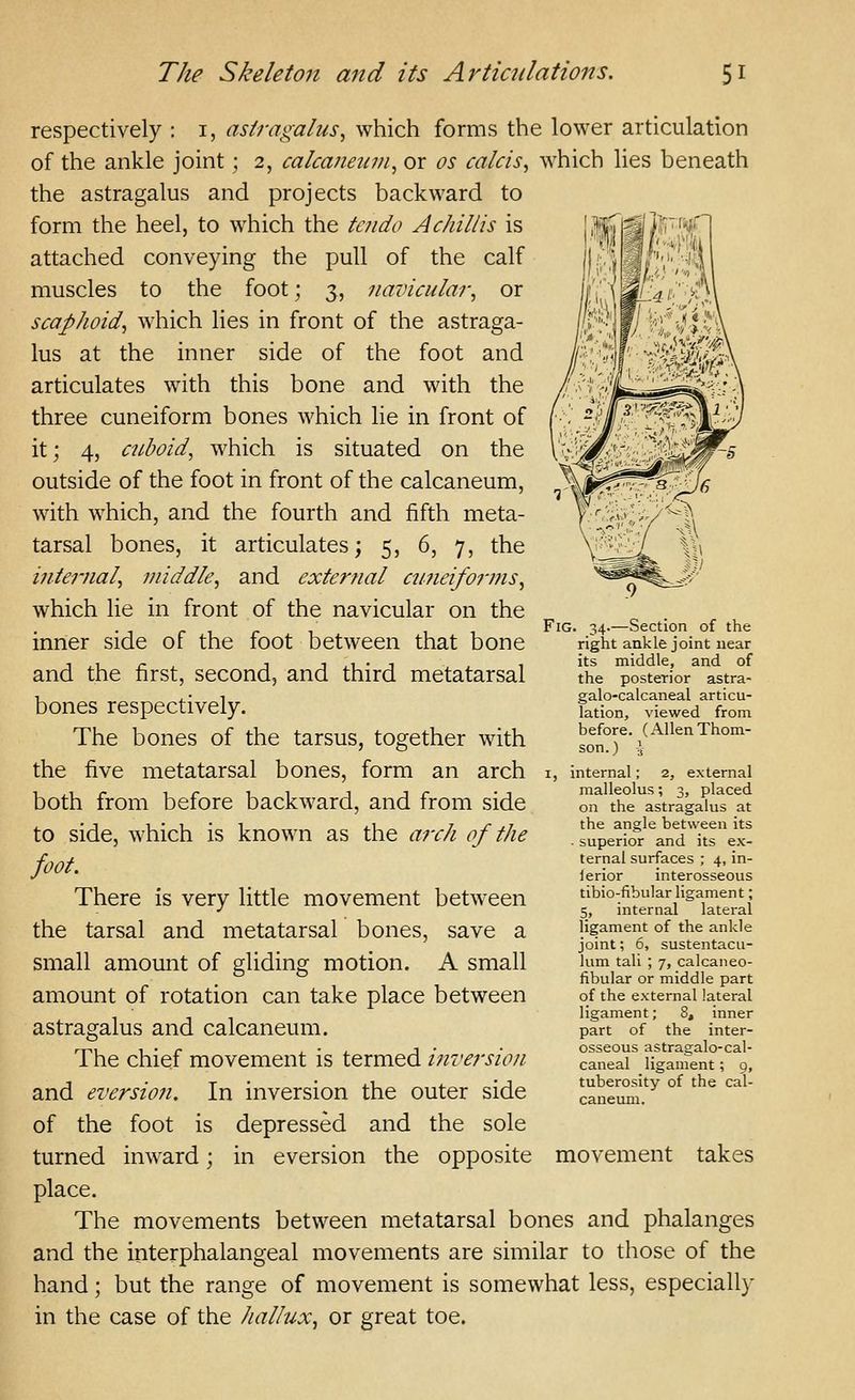 respectively : i, astragalus^ which forms the lower articulation of the ankle joint; 2, calcanetnn^ or os calcis^ which lies beneath the astragalus and projects backward to form the heel, to which the tcndo A chillis is attached conveying the pull of the calf muscles to the foot; 3, navicular^ or scaphoid^ which lies in front of the astraga- lus at the inner side of the foot and articulates with this bone and with the three cuneiform bones which lie in front of it; 4, cuboid, which is situated on the outside of the foot in front of the calcaneum, with which, and the fourth and fifth meta- tarsal bones, it articulates; 5, 6, 7, the internal, middle, and external cimeiforms^ which lie in front of the navicular on the inner side of the foot between that bone and the first, second, and third metatarsal bones respectively. The bones of the tarsus, together with the five metatarsal bones, form an arch both from before backward, and from side to side, which is known as the arch of the foot. There is very little movement between the tarsal and metatarsal bones, save a small amount of gliding motion. A small amount of rotation can take place between Fig astragalus and calcaneum. 34.—Section of the right ankle joint near its middle, and of the posterior astra- galo-calcaneal articu- lation, viewed from before. (AllenThom- son.) \ internal; 2, external malleolus; 3, placed on the astragalus at the angle between its • superior and its ex- ternal surfaces ; 4, in- lerior interosseous tibio-fibular ligament; 5, internal lateral ligament of the ankle joint; 6, sustentacu- lum tali ; 7, calcaneo- iibular or middle part of the external lateral ligament; 8, inner part of the inter- osseous astragalo-cal- caneal ligament; 9, tuberosity of the cal- caneum. movement takes The chief movement is termed inversion and eversion. In inversion the outer side of the foot is depressed and the sole turned inward; in eversion the opposite place. The movements between metatarsal bones and phalanges and the interphalangeal movements are similar to those of the hand; but the range of movement is somewhat less, especiall}- in the case of the hallux, or great toe.