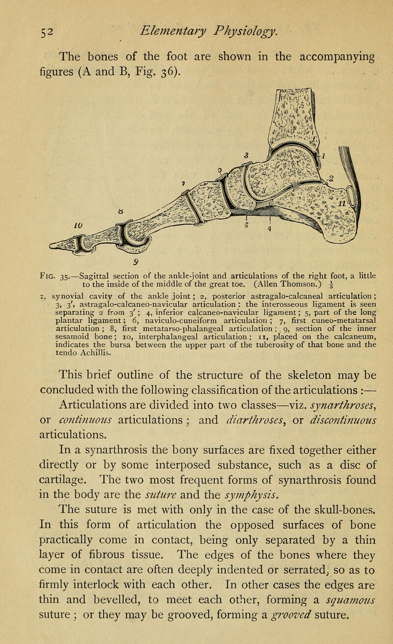 The bones of the foot are shown in the figures (A and B, Fig. 36). accompanying Fig. 35.—Sagittal section of the ankle-joint and articulations of the right foot, a little to the inside of the middle of the great toe. (Allen Thomson.) \ 1, synovial cavity of the ankle joint; 2, posterior astragalo-calcaneal articulation; 3, 3', astragalo-calcaneo-navicular articulation : the interosseous ligament is seen separating 2 from 3'; 4, inferior calcaneo-navicular ligament; 5, part of the long plantar ligament; 6, naviculo-cuneiform articulation; 7, first cuneo-metatarsal articulation ; 8, first metatarso-phalangeal articulation ; . 9, section of the inner sesamoid bone; 10, interphalangeal articulation; 11, placed on the calcaneum, indicates the bursa between the upper part of the tuberosity of that bone and the tendo Achillis. This brief outHne of the structure of the skeleton may be concluded with the following classification of the articulations :— Articulations are divided into two classes—viz. synarthroses, or continuo2Ls articulations; and diarthroses^ or discontinuous articulations. In a synarthrosis the bony surfaces are fixed together either directly or by some interposed substance, such as a disc of cartilage. The two most frequent forms of synarthrosis found in the body are the suture and the symphysis. The suture is met with only in the case of the skull-bones. In this form of articulation the opposed surfaces of bone practically come in contact, being only separated by a thin layer of fibrous tissue. The edges of the bones where they come in contact are often deeply indented or serrated^ so as to firmly interlock with each other. In other cases the edges are thin and bevelled, to meet each other, forming a squamotis suture ; or they may be grooved, forming 2i grooved suture.