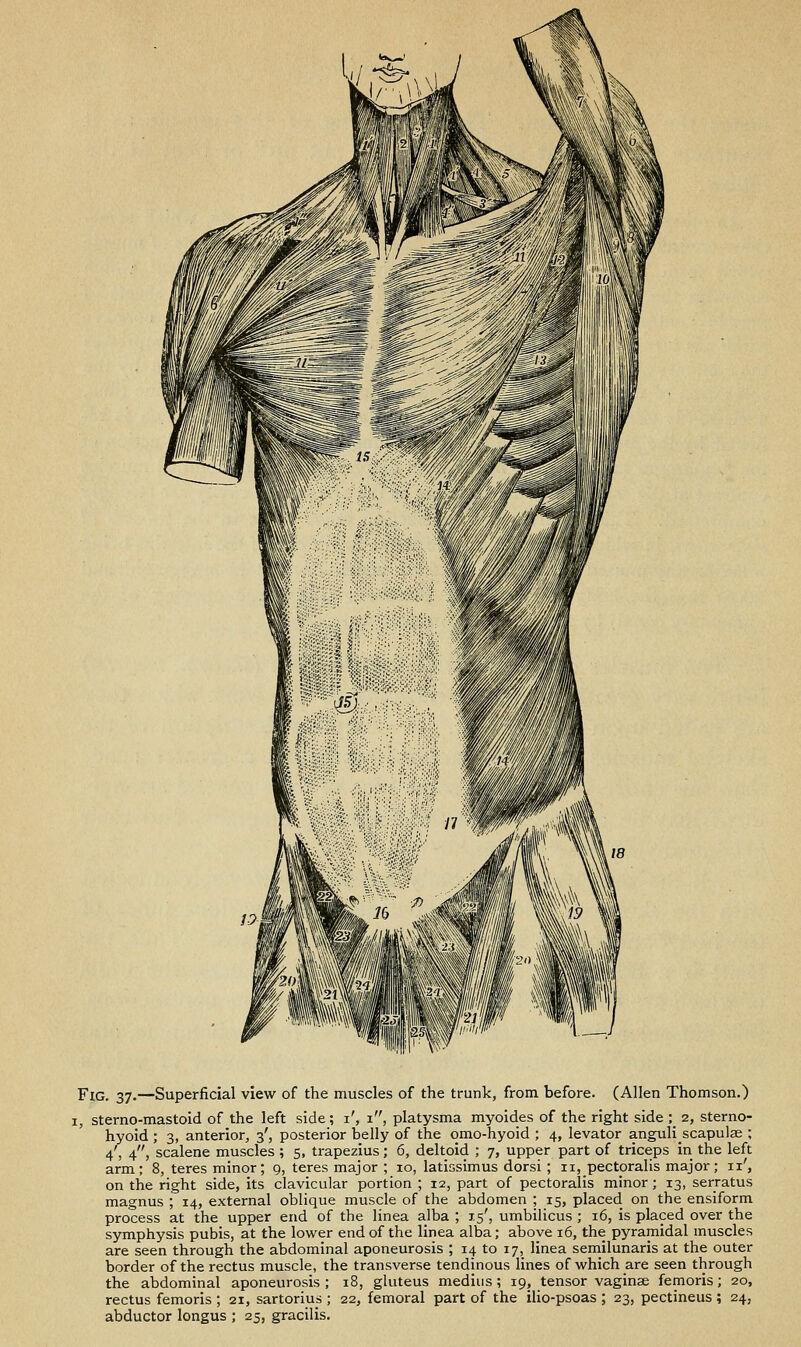 Fig. 37.—Superficial view of the muscles of the trunk, from before. (Allen Thomson.) I, sterno-mastoid of the left side; i', 1, platysma myoides of the right side ; 2, sterno- hyoid ; 3, anterior, 3', posterior belly of the omo-hyoid ; 4, levator anguliscapulas ; 4', 4, scalene muscles ; 5, trapezius; 6, deltoid ; 7, upper part of triceps in the left arm; 8, teres minor; 9, teres major ; 10, latissimus dorsi ; 11, pectoralis major; 11', on the right side, its clavicular portion ; 12, part of pectoralis minor; 13, serratus magnus ; 14, external oblique muscle of the abdomen ; 15, placed on the ensiform process at the upper end of the linea alba ; 15', umbilicus ; 16, is placed over the symphysis pubis, at the lower end of the linea alba; above 16, the pyramidal muscles are seen through the abdominal aponeurosis ; 14 to 17, linea semilunaris at the outer border of the rectus muscle, the transverse tendinous lines of which are seen through the abdominal aponeurosis; 18, gluteus mediiis; 19, tensor vaginae femoris; 20, rectus femoris ; 21, sartorius ; 22, femoral part of the iUo-psoas ; 23, pectineus ; 24, abductor longus ; 25, gracilis.