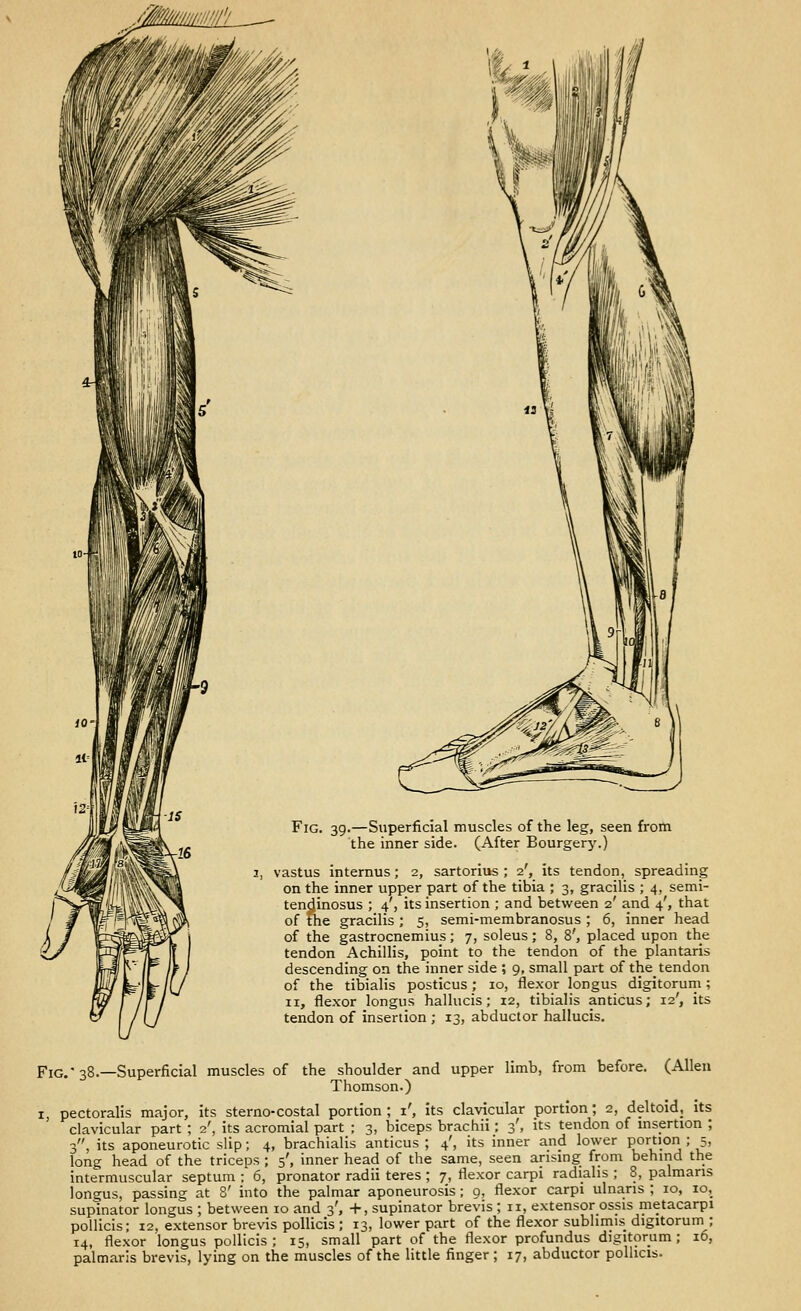 'iMI/'f rz-- is rl6 Fig. 39.—Superficial muscles of the leg, seen from the inner side. (After Bourgery.) vastus internus; 2, sartorius ; 2', its tendon, spreading on the inner upper part of the tibia ; 3, gracilis ; 4, semi- tendinosus ; 4', its insertion ; and between 2' and 4', that of the gracilis ; 5, semi-membranosus ; 6, inner head of the gastrocnemius; 7, soleus; 8, 8', placed upon the tendon Achillis, point to the tendon of the plantaris descending on the inner side ; g, small part of the_ tendon of the tibialis posticus; 10, flexor longus digitorum; II, flexor longus hallucis; 12, tibialis anticus; 12', its tendon of insertion ; 13, abductor hallucis. Fig.'38.—Superficial muscles of the shoulder and upper limb, from before. (Allen Thomson.) I, pectoralis major, its sterno-costal portion ; i', its clavicular portion; 2, deltoid, its clavicular part ; 2', its acromial part ; 3, biceps brachii; 3', its tendon of msertion ; 3, its aponeurotic slip; 4, brachialis anticus ; 4', its inner and lower port'on ; 5> long head of the triceps ; 5', inner head of the same, seen arismg from behind the intermuscular septum ; 6, pronator radii teres ; 7, flexor carpi radialis ; 8, palmans longus, passing at 8' into the palmar aponeurosis; 9, flexor carpi ulnaris ; 10, 10, supinator longus ; between 10 and 3', +, supinator brevis ; 11, extensorossis metacarpi pollicis; 12, extensor brevis pollicis ; 13, lower part of the flexor subliniis digitorum ; 14, flexor longus pollicis ; 15, small part of the flexor profundus digitorum; 16,