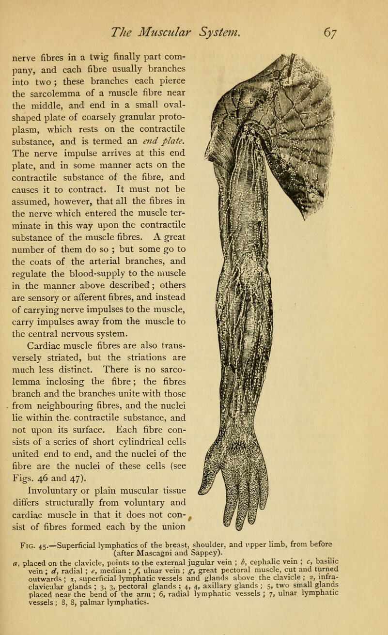 nerve fibres in a twig finally part com- pany, and each fibre usually branches into two ; these branches each pierce the sarcolemma of a muscle fibre near the middle, and end in a small oval- shaped plate of coarsely granular proto- plasm, which rests on the contractile substance, and is termed an e7id plate. The nerve impulse arrives at this end plate, and in some manner acts on the contractile substance of the fibre, and causes it to contract. It must not be assumed, however, that all the fibres in the nerve which entered the muscle ter- minate in this way upon the contractile substance of the muscle fibres. A great number of them do so ; but some go to the coats of the arterial branches, and regulate the blood-supply to the muscle in the manner above described; others are sensory or afferent fibres, and instead of carrying nerve impulses to the muscle, carry impulses away from the muscle to the central nervous system. Cardiac muscle fibres are also trans- versely striated, but the striations are much less distinct. There is no sarco- lemma inclosing the fibre; the fibres branch and the branches unite with those from neighbouring fibres, and the nuclei lie within the contractile substance, and not upon its surface. Each fibre con- sists of a series of short cylindrical cells united end to end, and the nuclei of the fibre are the nuclei of these cells (see Figs. 46 and 47). Involuntary or plain muscular tissue differs structurally from voluntary and cardiac muscle in that it does not con-^ sist of fibres formed each by the union Fig. 45.—Superficial lymphatics of the breast, shoulder, and I'pper limb, from before (after Mascagni and Sappey). a, placed on the clavicle, points to the external jugular vein ; b, cephalic vein ; c, basilic vein; d, radial ; e, median ; /, ulnar vein ; g; great pectoral muscle, cut and turned outwards ; i, superficial lymphatic vessels and glands above the clavicle ; 2, infra- clavicular glands ; 3. 3, pectoral glands ; 4, 4, axillary glands ; 5, two small glands placed near the bend of the arm ; 6, radial lymphatic vessels ; 7, ulnar lymphatic vessels ; 3, 8, palmar lymphatics.