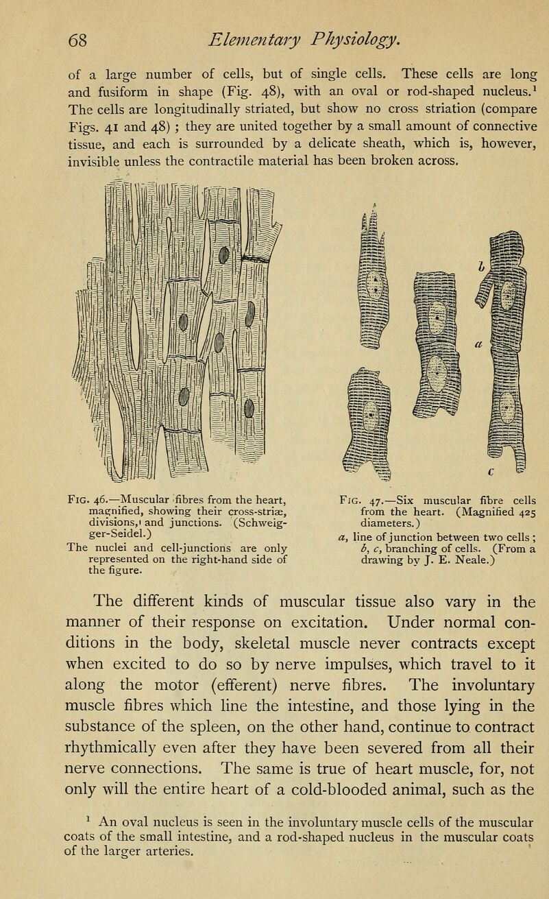 of a large number of cells, but of single cells. These cells are long and fusiform in shape (Fig. 48), with an oval or rod-shaped nucleus.^ The cells are longitudinally striated, but show no cross striation (compare Figs. 41 and 48) ; they are united together by a small amount of connective tissue, and each is surrounded by a delicate sheath, which is, however, invisible unless the contractile material has been broken across. Fig. 46.—Muscular 'fibres from the heart, magnified, showing their cross-striae, divisions,! and junctions. (Schweig- ger-Seidel.) The nuclei and cell-junctions are only represented on the right-hand side of the figure. Fjg. 47.—Six muscular fibre cells from the heart. (Magnified 425 diameters.) a, line of junction between two cells ; 3, c, branching of cells. (From a drawing by J. E. Neale.) The different kinds of muscular tissue also vary in the manner of their response on excitation. Under normal con- ditions in the body, skeletal muscle never contracts except when excited to do so by nerve impulses, which travel to it along the motor (efferent) nerve fibres. The involuntary muscle fibres which line the intestine, and those lying in the substance of the spleen, on the other hand, continue to contract rhythmically even after they have been severed from all their nerve connections. The same is true of heart muscle, for, not only will the entire heart of a cold-blooded animal, such as the ^ An oval nucleus is seen in the involuntary muscle cells of the muscular coats of the small intestine, and a rod-shaped nucleus in the muscular coats of the larp-er arteries.