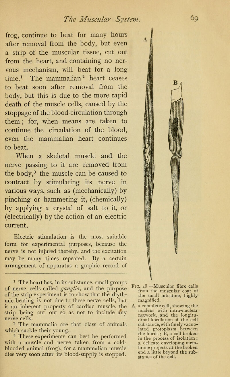frog, continue to beat for many hours after removal from the body, but even a strip of the muscular tissue, cut out from the heart, and containing no ner- vous mechanism, will beat for a long time.^ The mammalian^ heart ceases to beat soon after removal from the body, but this is due to the more rapid death of the muscle cells, caused by the stoppage of the blood-circulation through them; for, when means are taken to continue the circulation of the blood, even the mammalian heart continues to beat. When a skeletal muscle and the nerve passing to it are removed from the body,^ the muscle can be caused to contract by stimulating its nerve in various ways, such as (mechanically) by pinching or hammering it, (chemically) by applying a crystal of salt to it, or (electrically) by the action of an electric current. Electric stimulation is the most suitable form for experimental purposes, because the nerve is not injured thereby, and the excitation may be many times repeated. By a certain arrangement of apparatus a graphic record of ^ The heart has, in its substance, small groups of nerve cells called ganglia, and the purpose of the strip experiment is to show that the rhyth- mic beating is not due to these nerve cells, but is an inherent property of cardiac muscle, the strip being cut out so as not to include any nerve cells, - The mammalia are that class of animals which suckle their young, ^ These experiments can best be performed with a muscle and nerve taken from a cold- blooded animal (frog), for a mammalian muscle dies very soon after its blood-supply is stopped. Fig. 48.—Muscular fibre cells from the muscular coat of the small intestine, highly magnified. A, a complete cell, showing the nucleus with intra-nuclear network, and the longitu- dinal fibrillation of the cell suhstanC3,with finely vacuo- lated protoplasm between the fibrils ; B, a cell broken in the process of isolation ; a delicate enveloping mem- brane projects at the broken end a little beyond the sub- Stance of the cell.