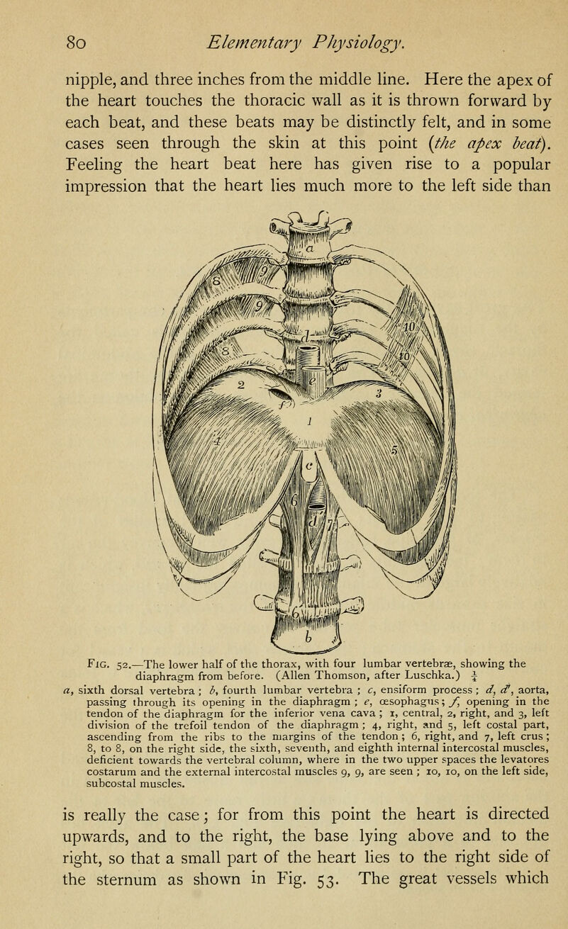 nipple, and three inches from the middle line. Here the apex of the heart touches the thoracic wall as it is thrown forward by each beat, and these beats may be distinctly felt, and in some cases seen through the skin at this point {the apex beat). Feeling the heart beat here has given rise to a popular impression that the heart lies much more to the left side than Fig. 52.—The lower half of the thorax, with four lumbar vertebrae, showing the diaphragm from before. (Allen Thomson, after Luschka.) \ a, sixth dorsal vertebra ; b, fourth lumbar vertebra ; c, ensiform process ; d, </, aorta, passing through its opening in the diaphragm ; e, oesophagus; y, opening in the tendon of the diaphragm for the inferior vena cava ; i, central, 2, right, and 3, left division of the trefoil tendon of the diaphragm ; 4, right, and 5, left costal part, ascending from the ribs to the margins of the tendon; 6, right, and 7, left crus; 8, to 8, on the right side, the sixth, seventh, and eighth internal intercostal muscles, deficient towards the vertebral column, where in the two upper spaces the levatores costarum and the external intercostal muscles 9, 9, are seen ; 10, 10, on the left side, subcostal muscles. is really the case; for from this point the heart is directed upwards, and to the right, the base lying above and to the right, so that a small part of the heart lies to the right side of the sternum as shown in Fig. 53. The great vessels which