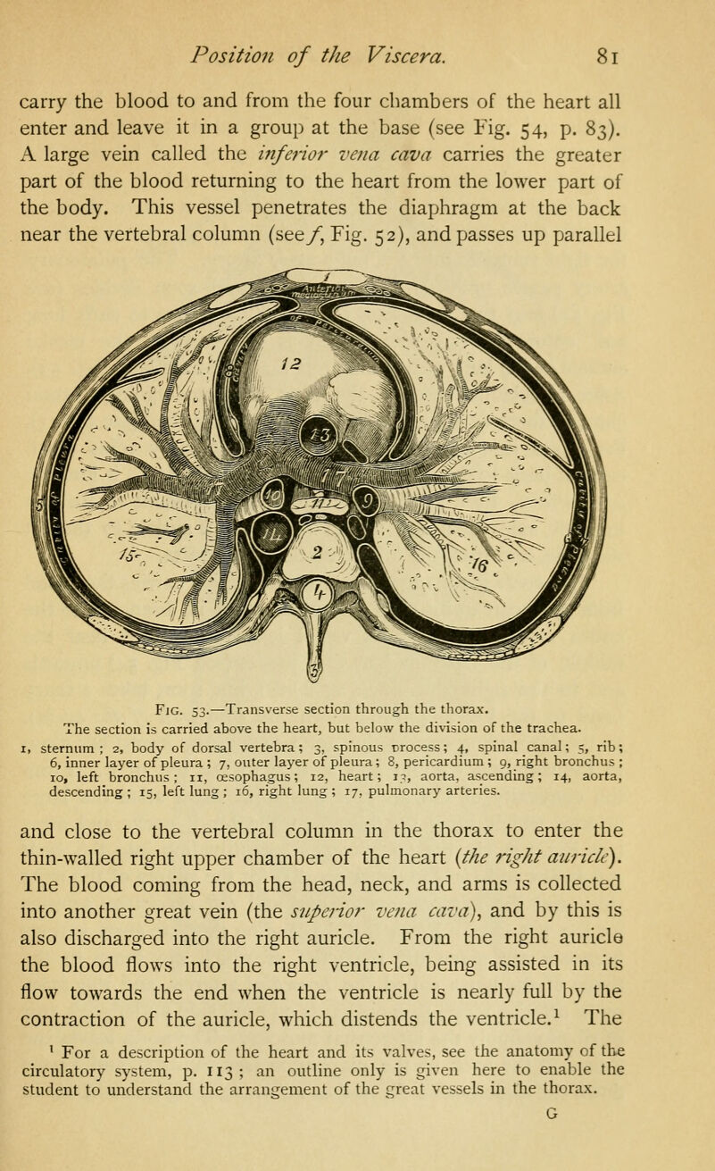 carry the blood to and from the four chambers of the heart all enter and leave it in a group at the base (see Fig. 54, p. 83). k. large vein called the infenor vena cava carries the greater part of the blood returning to the heart from the lower part of the body. This vessel penetrates the diaphragm at the back near the vertebral column (see/, Fig. 52), and passes up parallel Fjg. 53.—Transverse section through the thorax. The section is carried above the heart, but below the division of the trachea. I, sternum; 2, body of dorsal vertebra; 3, spinous Drocess; 4, spinal canal; 5, rib; 6, inner layer of pleura ; 7, outer layer of pleura; 8, pericardium; 9, right bronchus ; 10, left bronchus; 11, oesophagus; 12, heart; 17, aorta, ascending; 14, aorta, descending; 15, left lung; 16, right lung; 17, pulmonary arteries. and close to the vertebral column in the thorax to enter the thin-walled right upper chamber of the heart {the right auricle). The blood coming from the head, neck, and arms is collected into another great vein (the supenor vena cava), and by this is also discharged into the right auricle. From the right auricle the blood flows into the right ventricle, being assisted in its flow towards the end when the ventricle is nearly full by the contraction of the auricle, which distends the ventricle.^ The ' For a description of the heart and its valves, see the anatomy of the circulatory system, p. 113; an outline only is given here to enable the student to understand the arrangement of the great vessels in the thorax. G