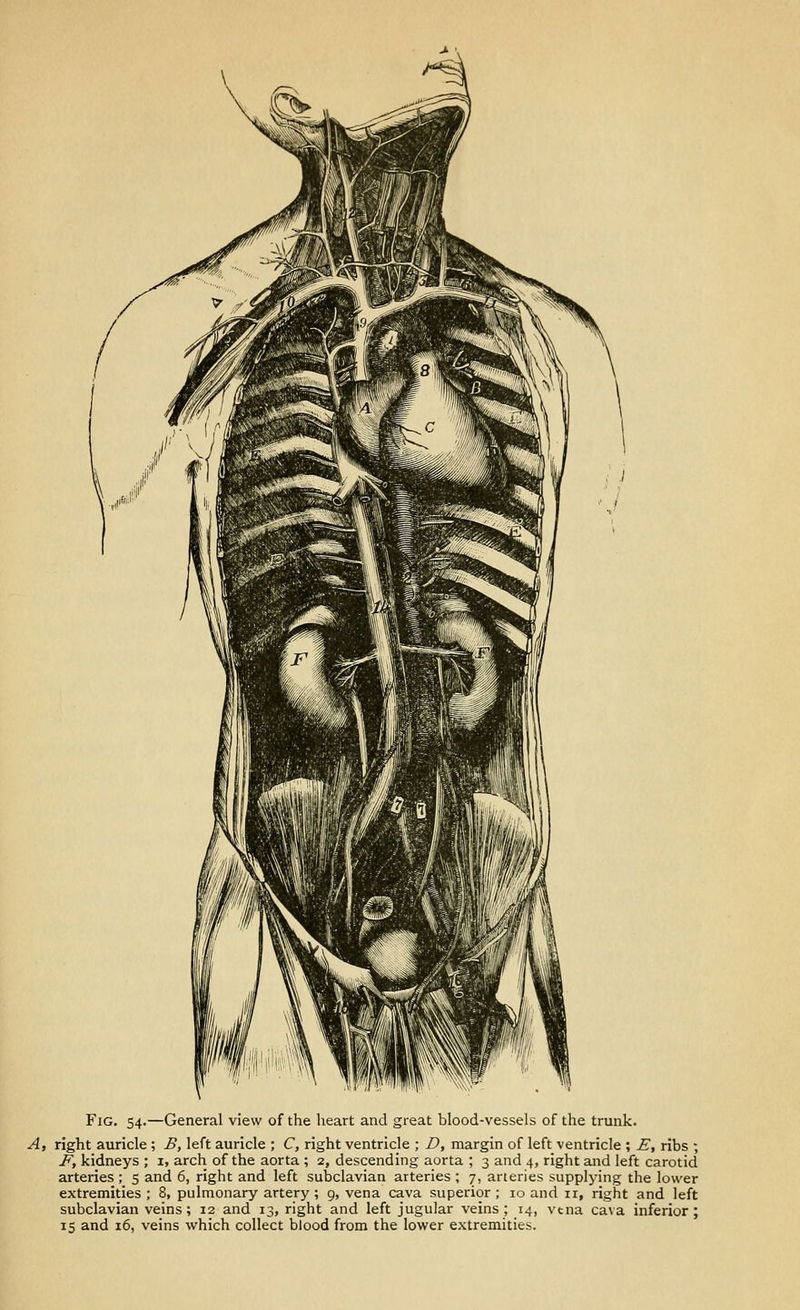 Fig. 54.—General view of the heart and great blood-vessels of the trunk. A, right auricle ; £, left auricle ; C, right ventricle ; D, margin of left ventricle ; E, ribs ; J^, kidneys ; i, arch of the aorta ; 2, descending aorta ; 3 and 4, right and left carotid arteries ; 5 and 6, right and left subclavian arteries ; 7, arteries supplying the lower extremities; 8, pulmonary artery ; 9, vena cava superior; 10 and ir, right and left subclavian veins; 12 and 13, right and left jugular veins ; 14, vtna ca\a inferior; 15 and 16, veins which collect blood from the lower extremities.