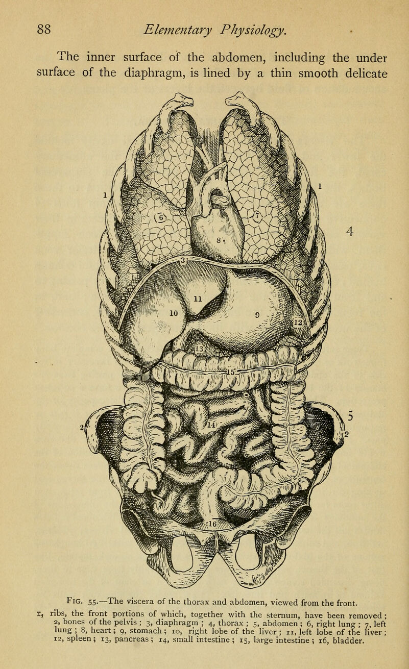 The inner surface of the abdomen, including the under surface of the diaphragm, is Uned by a thin smooth dehcate Fig. 55.—The viscera of the thorax and abdomen, viewed from the front. X, ribs, the front portions of which, together with the sternum, have been removed ; 2, bones of the pelvis ; 3, diaphragm ; 4, thorax ; 5, abdomen ; 6, right lung ; 7, left lung ; 8, heart; 9, stomach; 10, right lobe of the liver ; 11, left lobe of the liver; 12, spleen; 13, pancreas; 14, small intestine; 15, large intestine; 16, bladder.