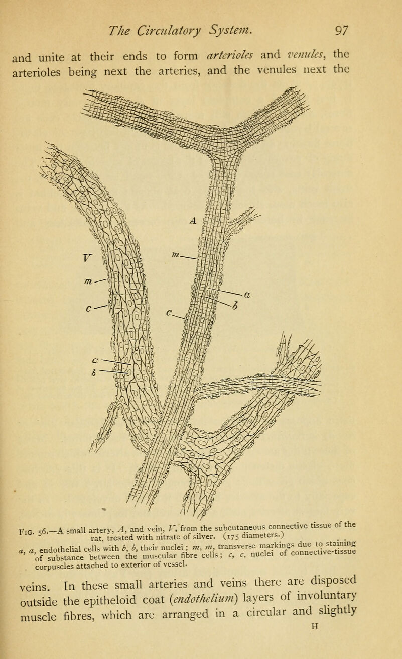 and unite at their ends to form arterioles and venules, the arterioles being next the arteries, and the venules next the Fig s6.-A small artery, A, and vein, J, from the subcutaneous connective tissue of the rat. treated with nitrate of silver. (,175 diameters.; ^ n endothelial cells with b, b, their nuclei ; m, m, transverse markings due to staining ' orsubstance'between the muscular fibre cells; c, c, nuclei of connective-tissue corpuscles attached to exterior of vessel. veins. In these small arteries and veins there are disposed outside the epitheloid coat (endothelium) layers of involuntary muscle fibres, which are arranged in a circular and slightly H