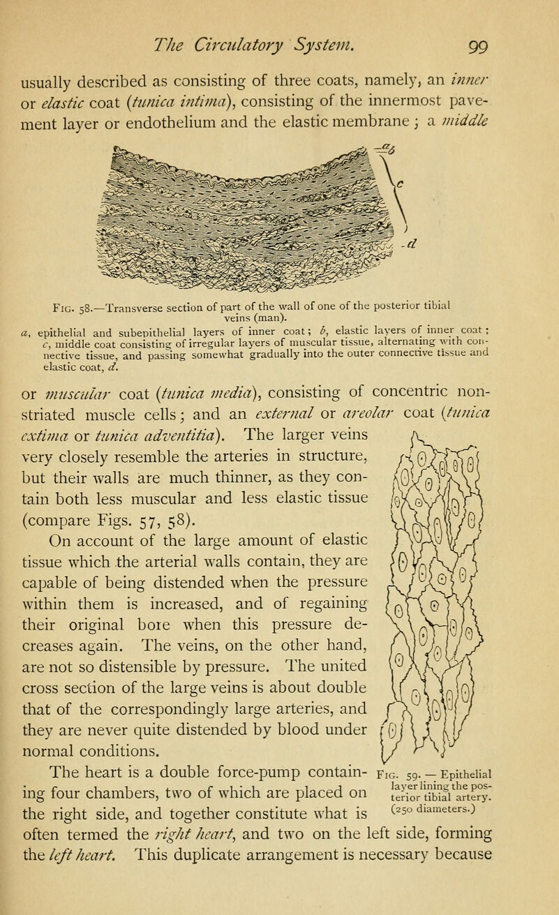 usually described as consisting of three coats, namely, an imier or elastic coat {tunica intima), consisting of the innermost pave- ment layer or endothelium and the elastic membrane \ a middle Fig. 58.—Transverse section of part of the wall of one of the posterior tibial veins (man), a, epithelial and subepithelial layers of inner coat; b, elastic layers of inner coat: 6-, middle coat consisting of irregular layers of muscular tissue, alternating with con- nective tissue, and passing somewhat gradually into the outer connective tissue and elastic coat, d. or muscular coat (tunica media), consisting of concentric non- striated muscle cells; and an external or areolar coat {tunica cxtima or tunica adventitia). The larger veins very closely resemble the arteries in structure, but their walls are much thinner, as they con- tain both less muscular and less elastic tissue (compare Figs. 57, 58). On account of the large amount of elastic tissue which the arterial walls contain, they are capable of being distended when the pressure within them is increased, and of regaining their original bore when this pressure de- creases again. The veins, on the other hand, are not so distensible by pressure. The united cross section of the large veins is about double that of the correspondingly large arteries, and f they are never quite distended by blood under [ fj normal conditions. The heart is a double force-pump contain- fig. 59. — Epithelial ing four chambers, two of which are placed on tSklr tibS'a?te°y' the right side, and together constitute what is ^'^^° diameters.) often termed the right heart, and two on the left side, forming the left heart. This duplicate arrangement is necessary because