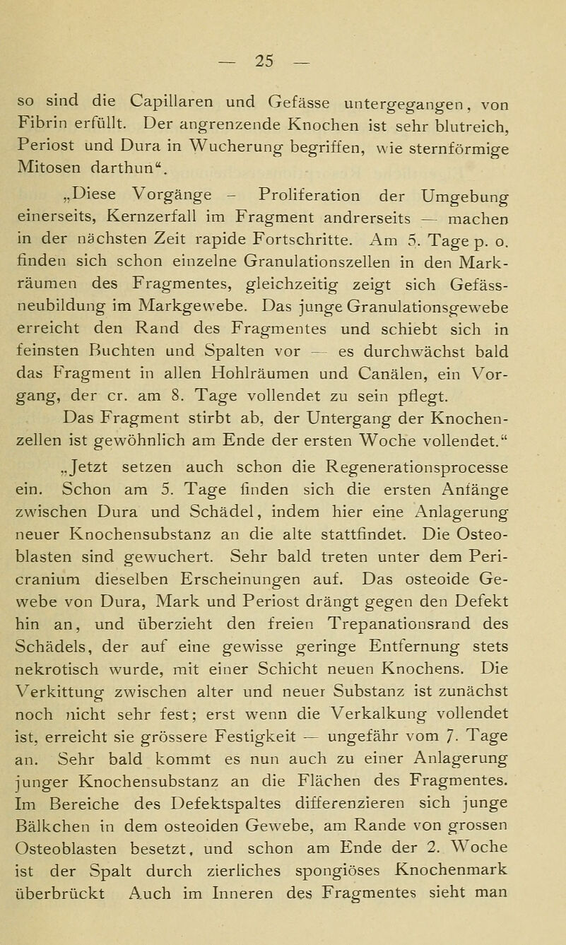 so sind die Capillaren und Gefässe untergegangen. von Fibrin erfüllt. Der angrenzende Knochen ist sehr blutreich, Periost und Dura in Wucherung begriffen, wie sternförmige Mitosen darthun. „Diese Vorgänge - Proliferation der Umgebung einerseits, Kernzerfall im Fragment andrerseits — machen in der nächsten Zeit rapide Fortschritte. x'\m 5. Tage p. o. finden sich schon einzelne Granulationszellen in den Mark- räumen des Fragmentes, gleichzeitig zeigt sich Gefäss- neubildung im Markgewebe. Das junge Granulationsgewebe erreicht den Rand des Fragmentes und schiebt sich in feinsten Buchten und Spalten vor — es durchw^ächst bald das Fragment in allen Hohlräumen und Canälen, ein Vor- gang, der er. am 8. Tage vollendet zu sein pflegt. Das Fragment stirbt ab, der Untergang der Knochen- zellen ist gew^öhnlich am Ende der ersten Woche vollendet. „Jetzt setzen auch schon die Regenerationsprocesse ein. Schon am 5. Tage finden sich die ersten Anfänge zwischen Dura und Schädel, indem hier eine Anlagerung neuer Knochensubstanz an die alte stattfindet. Die Osteo- blasten sind gewuchert. Sehr bald treten unter dem Peri- cranium dieselben Erscheinungen auf. Das osteoide Ge- webe von Dura, Mark und Periost drängt gegen den Defekt hin an, und überzieht den freien Trepanationsrand des Schädels, der auf eine gewisse geringe Entfernung stets nekrotisch wurde, mit einer Schicht neuen Knochens. Die Verkittung zwischen alter und neuer Substanz ist zunächst noch nicht sehr fest; erst wenn die Verkalkung vollendet ist, erreicht sie grössere Festigkeit — ungefähr vom 7- Tage an. Sehr bald kommt es nun auch zu einer Anlagerung junger Knochensubstanz an die Flächen des Fragmentes. Im Bereiche des Defektspaltes differenzieren sich junge Bälkchen in dem osteoiden Gewebe, am Rande von grossen Osteoblasten besetzt, und schon am Ende der 2. Woche ist der Spalt durch zierliches spongiöses Knochenmark überbrückt Auch im Inneren des Fragmentes sieht man