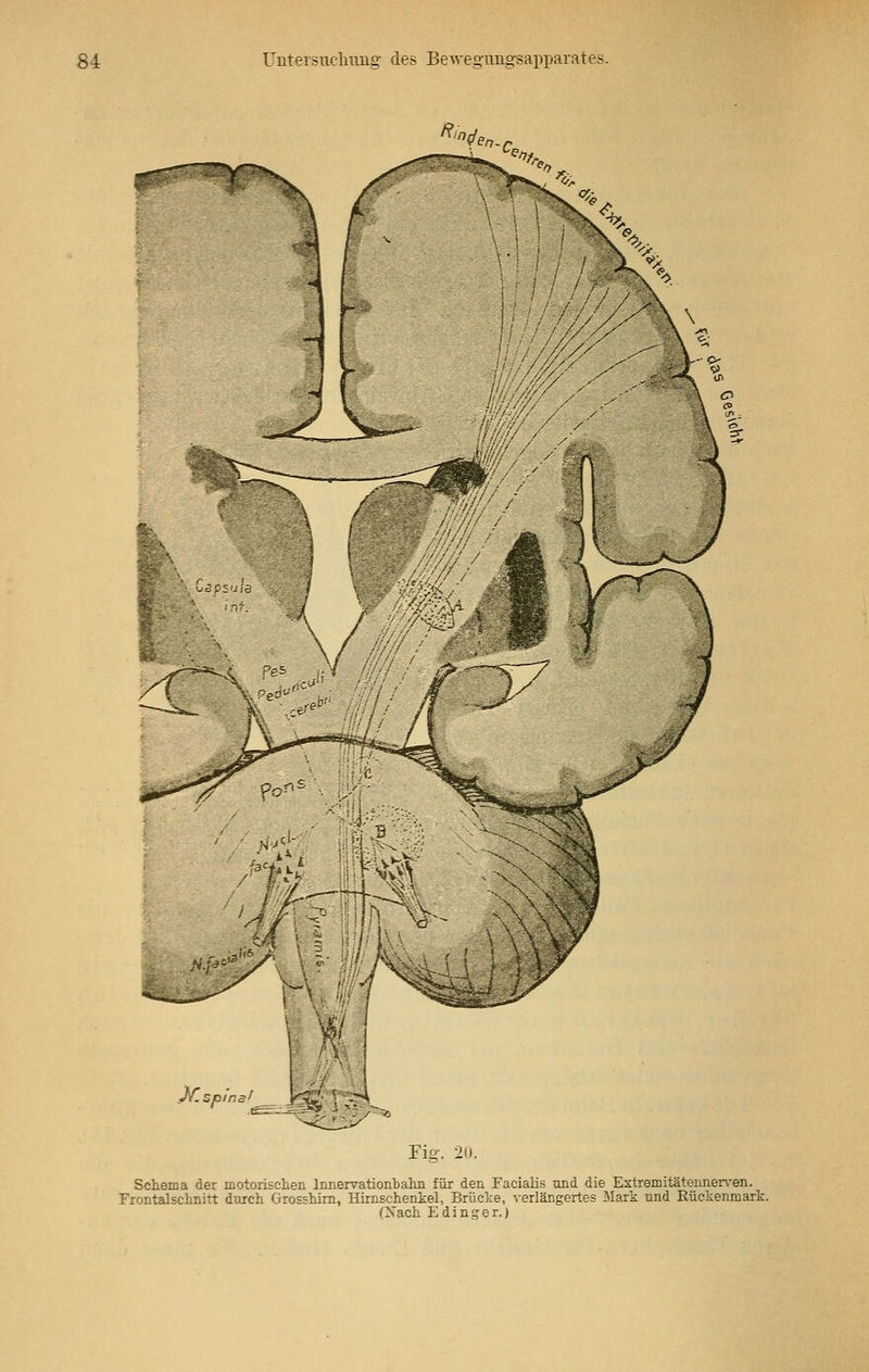*'Ve». £s '£-<-: w,^ \ • \\ ■■ / X ^ . ■■ i ! 1 ? ' \ ■ 1 '' ■ ' / ■ !;///\ ■ ~ : ■'' / // -y i ' / ///.//' s^^Wk ' '/// S .■ '. tl ;'// / .-'Wk f jt 1/.//// / y^ //// / /' »4^y\ \ ?■ mm Jf.spina' y%!' V:M Füj\ 20. Schema der motorischen Innervation!) ahn für den Facialis und die Extremitätennerven. Frontalschnirt durch Grosshirn, Hirnschenkel, Brücke, verlängertes Mark und Rückenmark. (Nach Edinger.)
