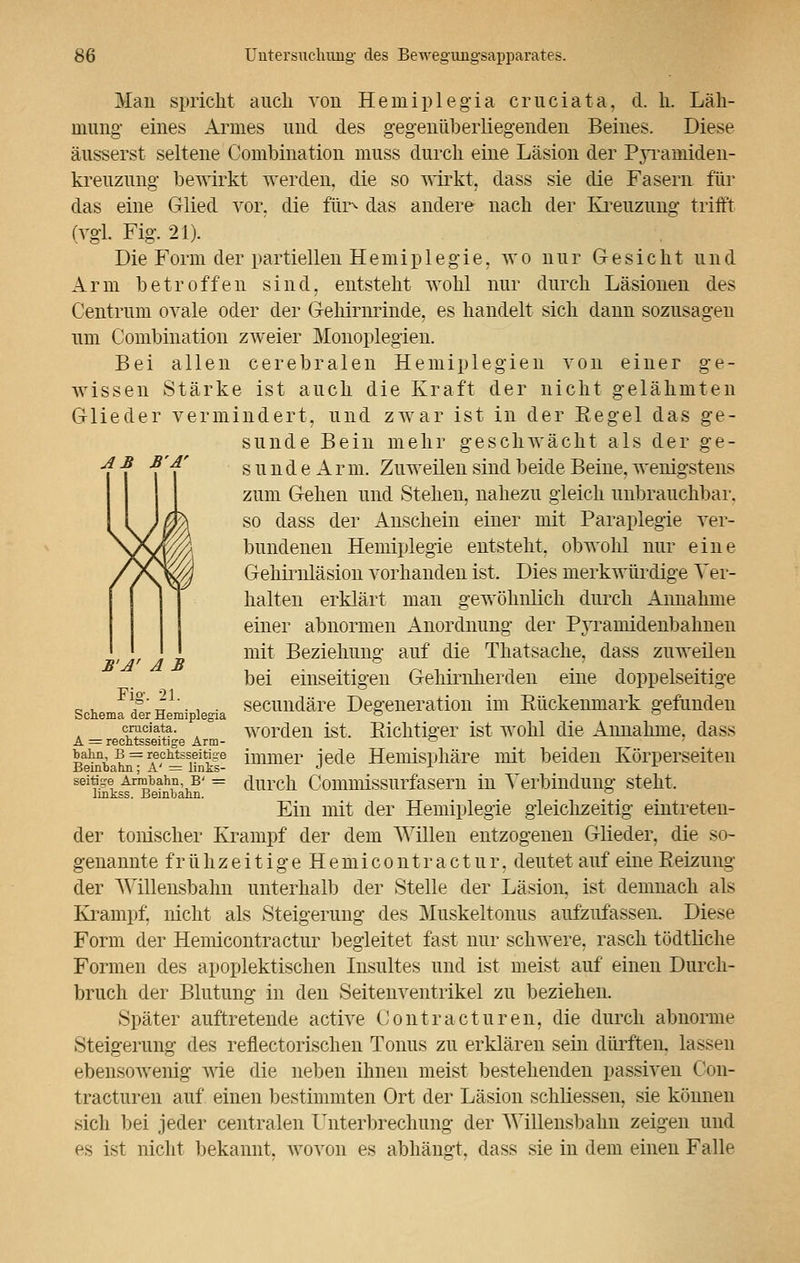 AB B'A' Man spricht auch vou Hemipleg'ia cruciata, d. h. Läh- mung' eines Armes und des gegenüberliegenden Beines. Diese äusserst seltene Combination muss durch eine Läsion der Pyramiden- kreuzung bewirkt werden, die so wirkt, dass sie die Fasern für das eine Glied vor, die für^ das andere nach der Kreuzung trifft (vgl. Fig. 21). Die Form der partiellen Hemiplegie, wo nur Gesicht und Arm betroffen sind, entsteht wohl nur durch Läsionen des Centrum ovale oder der Gehirnrinde, es handelt sich dann sozusagen um Combination zweier Monoplegien. Bei allen cerebralen Hemiplegien von einer ge- wissen Stärke ist auch die Kraft der nicht gelähmten Glieder vermindert, und zwar ist in der Kegel das ge- sunde Bein mehr geschwächt als der ge- sund e A r m. Zuweilen sind beide Beine, wenigstens zum Gehen und Stehen, nahezu gleich unbrauchbar. so dass der Anschein einer mit Paraplegie ver- bundenen Hemiplegie entsteht, obwohl nur eine Gehirnläsion vorhanden ist. Dies merkwürdige Ver- halten erklärt man gewöhnlich durch Annahme einer abnormen Anordnung der Pyramidenbannen mit Beziehung auf die Thatsache, dass zuweilen bei einseitigen Gehirnherden eine doppelseitige secundäre Degeneration im Rückenmark gefunden worden ist, Eichtiger ist wohl die Annahme, dass immer jede Hemisphäre mit beiden Körperseiten durch Commissurfasern in Verbindung steht. Ein mit der Hemiplegie gleichzeitig eintreten- der tonischer Krampf der dem Willen entzogenen Glieder, die so- genannte f r ü h z e i t i g e H e m i c o n t r a c t u r, deutet auf eine Reizung der Willensbahn unterhalb der Stelle der Läsion, ist demnach als Krampf, nicht als Steigerung des Muskeltonus aufzufassen. Diese Form der Hemicontractur begleitet fast nur schwere, rasch tödtliche Formen des apoplektischen Insultes und ist meist auf einen Durch- brach der Blutung in den Seitenventrikel zu beziehen. Später auftretende active Gontracturen, die durch abnorme Steigerung des reflectorischen Tonus zu erklären sein dürften, lassen ebensowenig wie die neben ihnen meist bestehenden passiven Con- tracturen auf einen bestimmten Ort der Läsion schliessen, sie können sich bei jeder centralen Unterbrechung der Willensbahn zeigen und <js ist nicht bekannt, wovon es abhängt, dass sie in dem einen Falle Schema der Hemiplegia cruciata. A = rechtsseitige Arm- bahn, B = rechtsseitige Beinbahn; A' = links- seitige Armbahn, B' = linkss. Beinbahn.